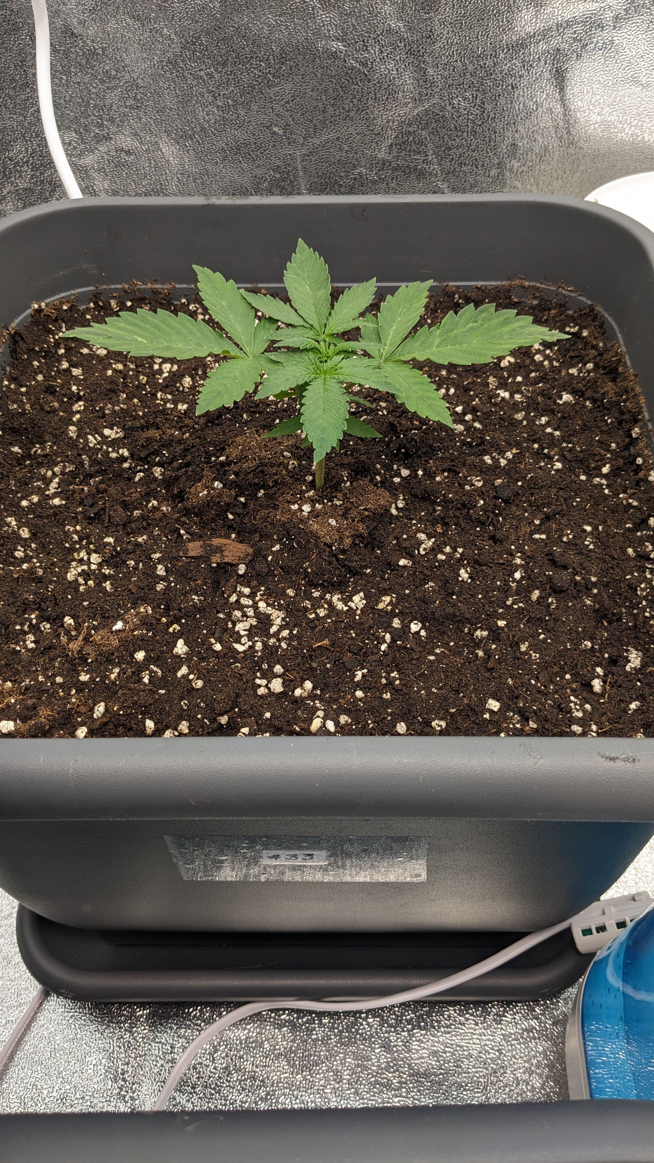 #33 Purple Skunk growlog photo 36