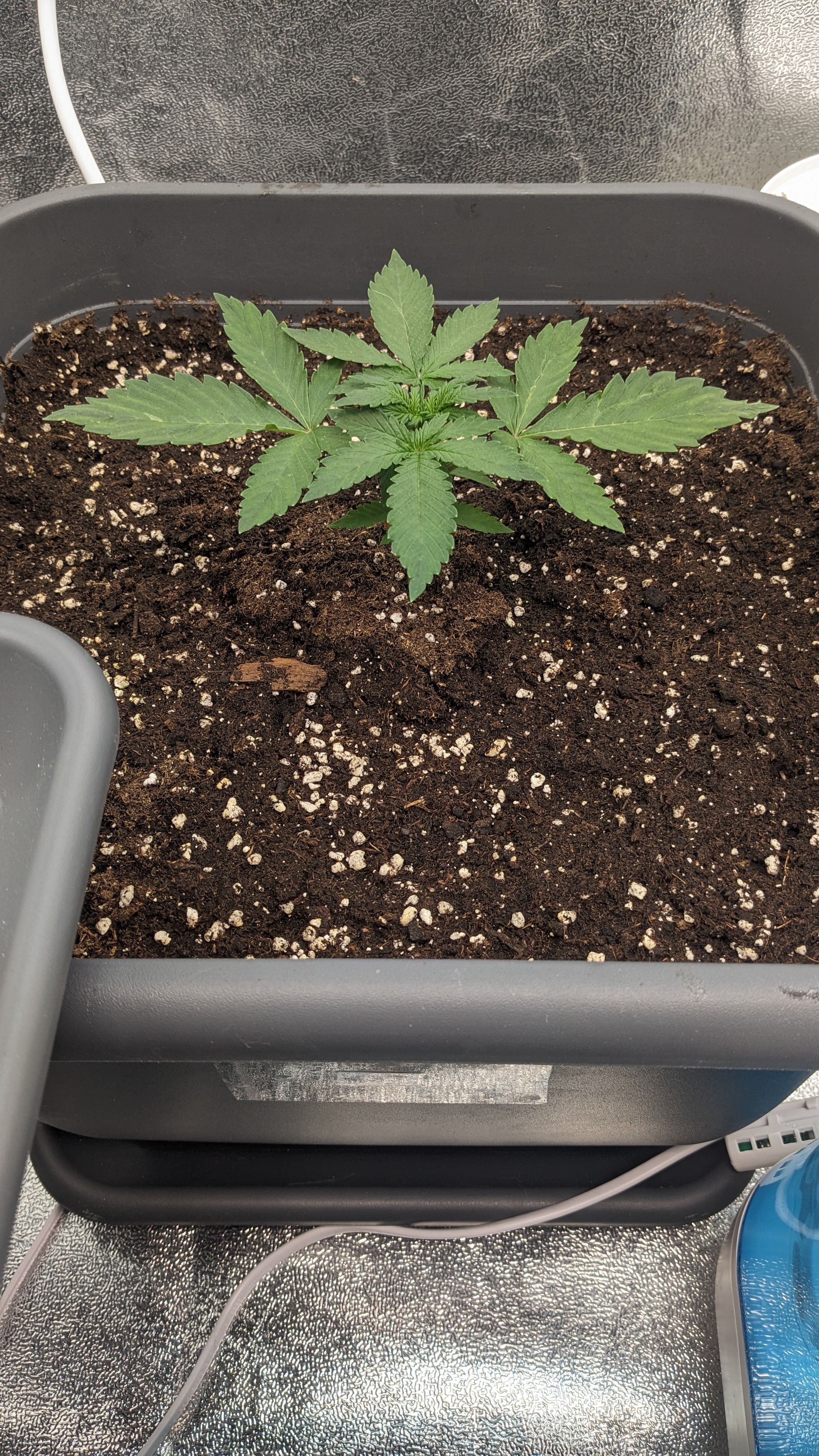 #33 Purple Skunk growlog photo 37