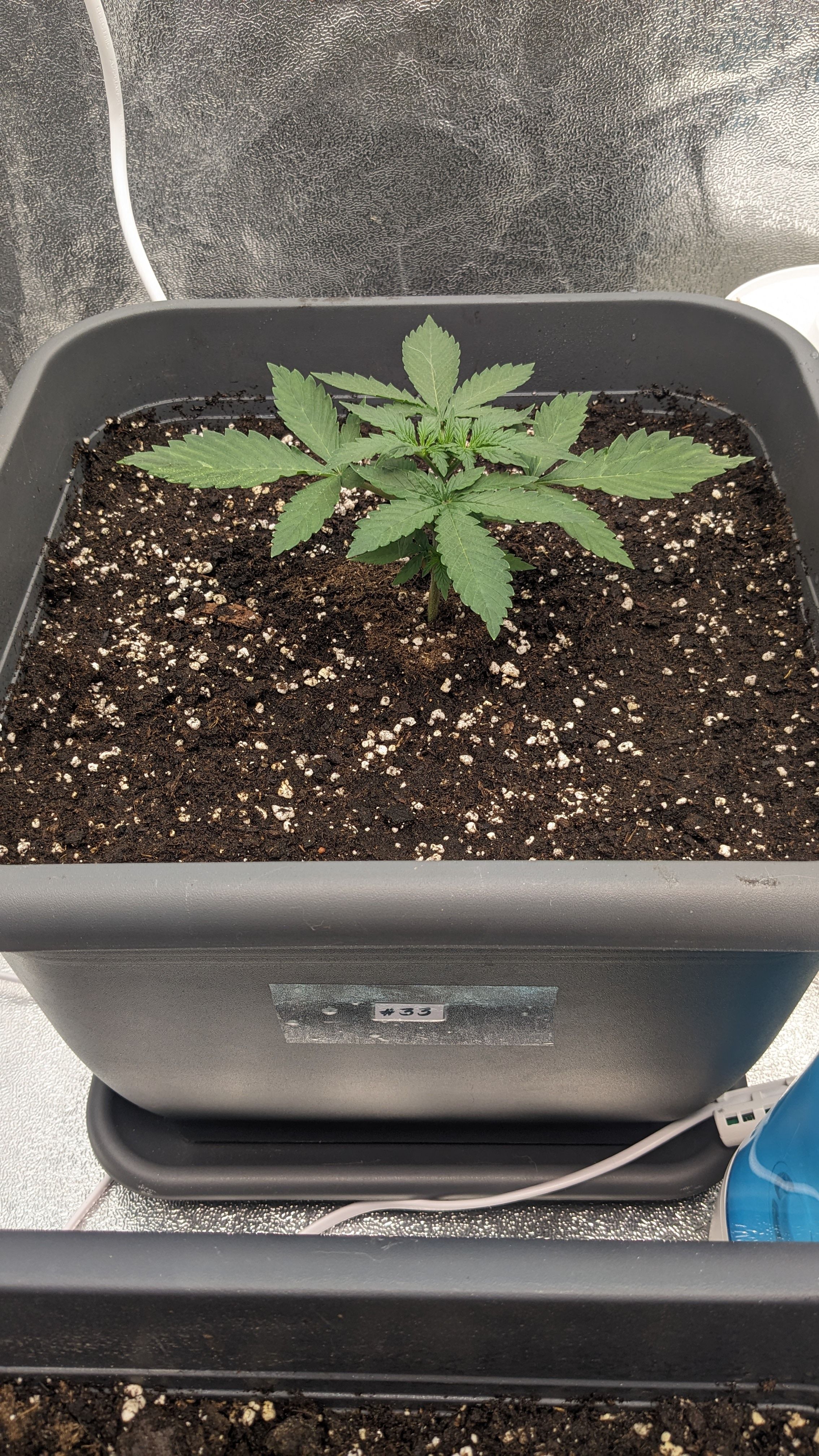 #33 Purple Skunk growlog photo 38