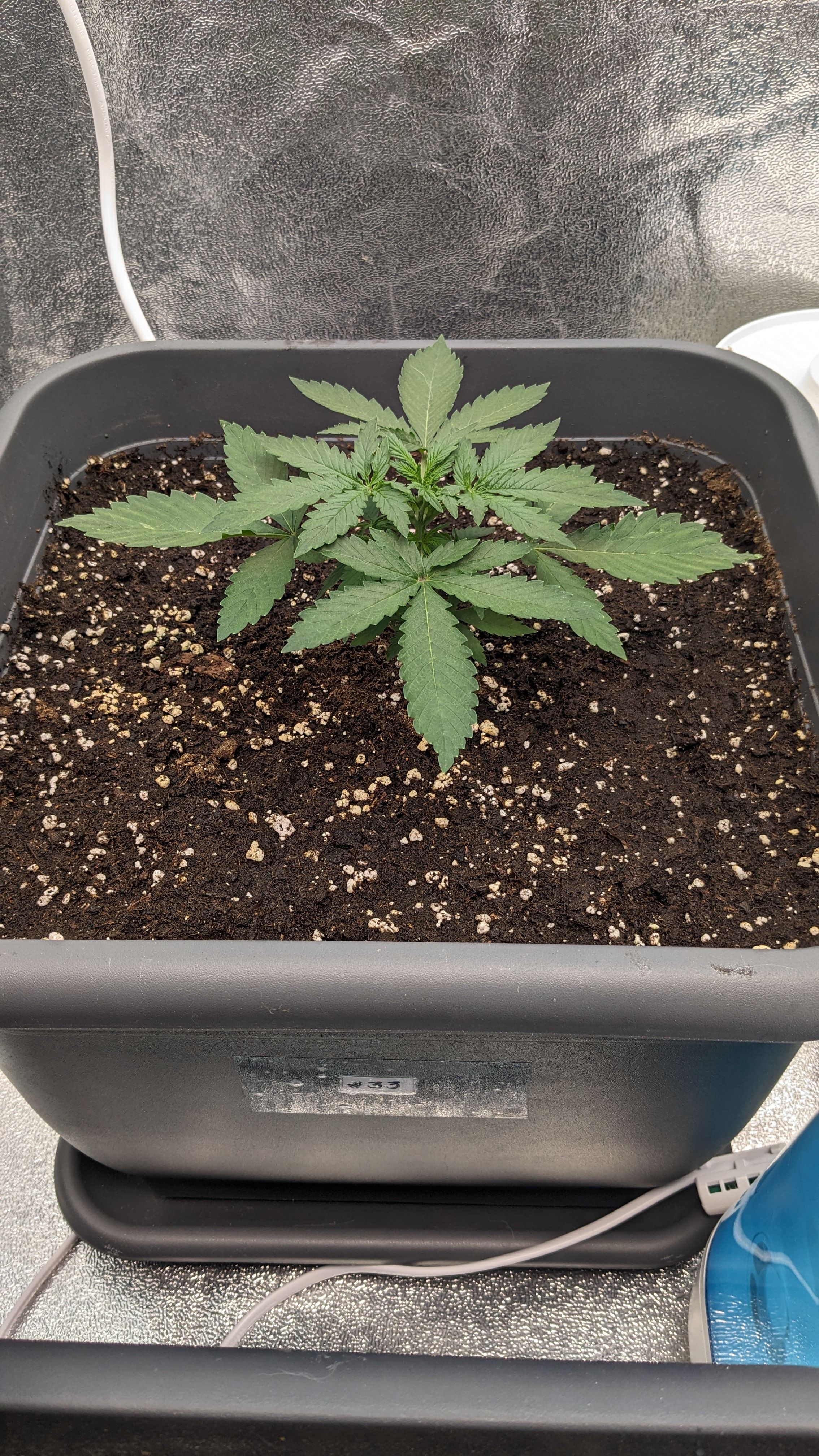 #33 Purple Skunk growlog photo 39