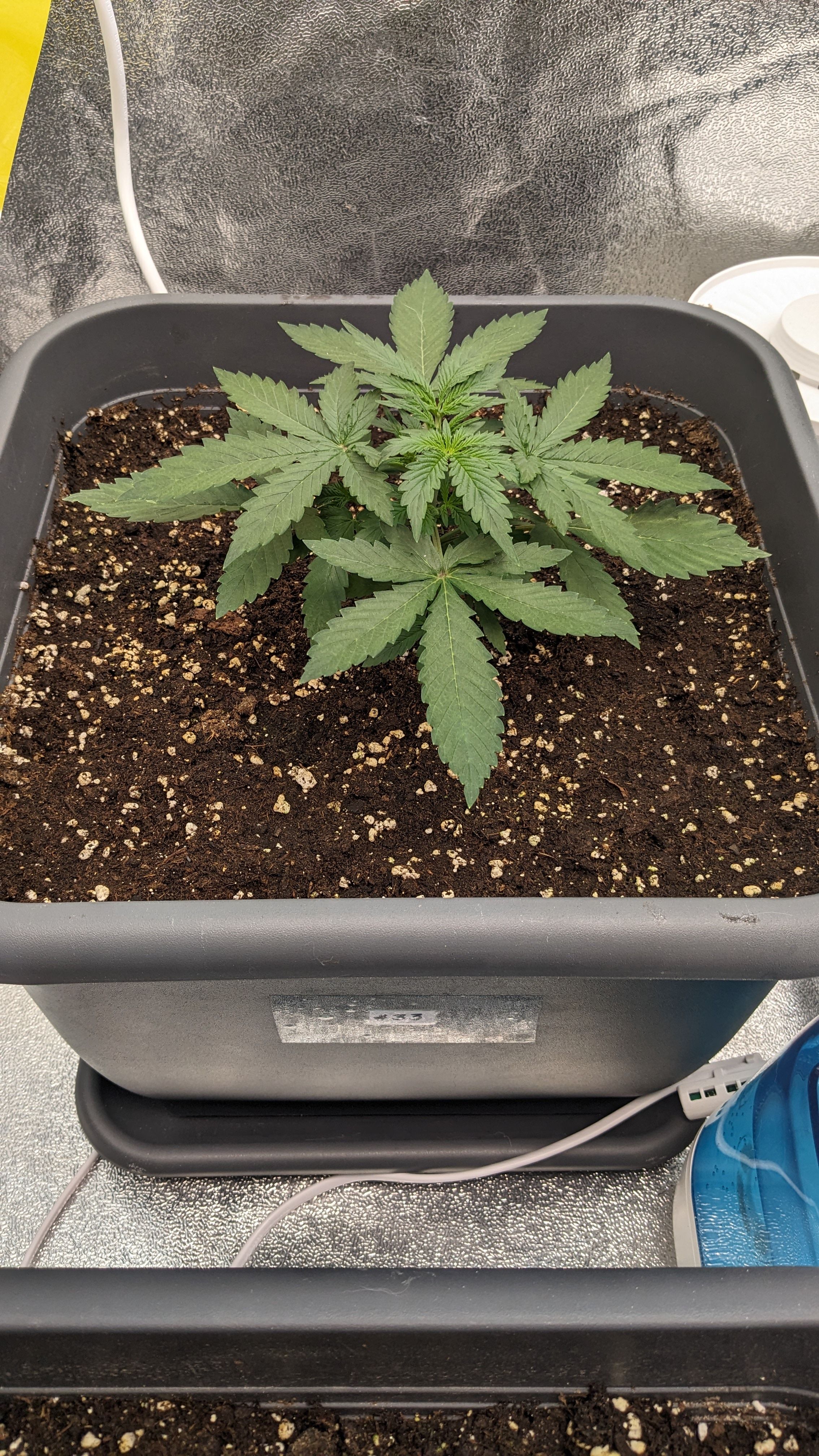 #33 Purple Skunk growlog photo 41
