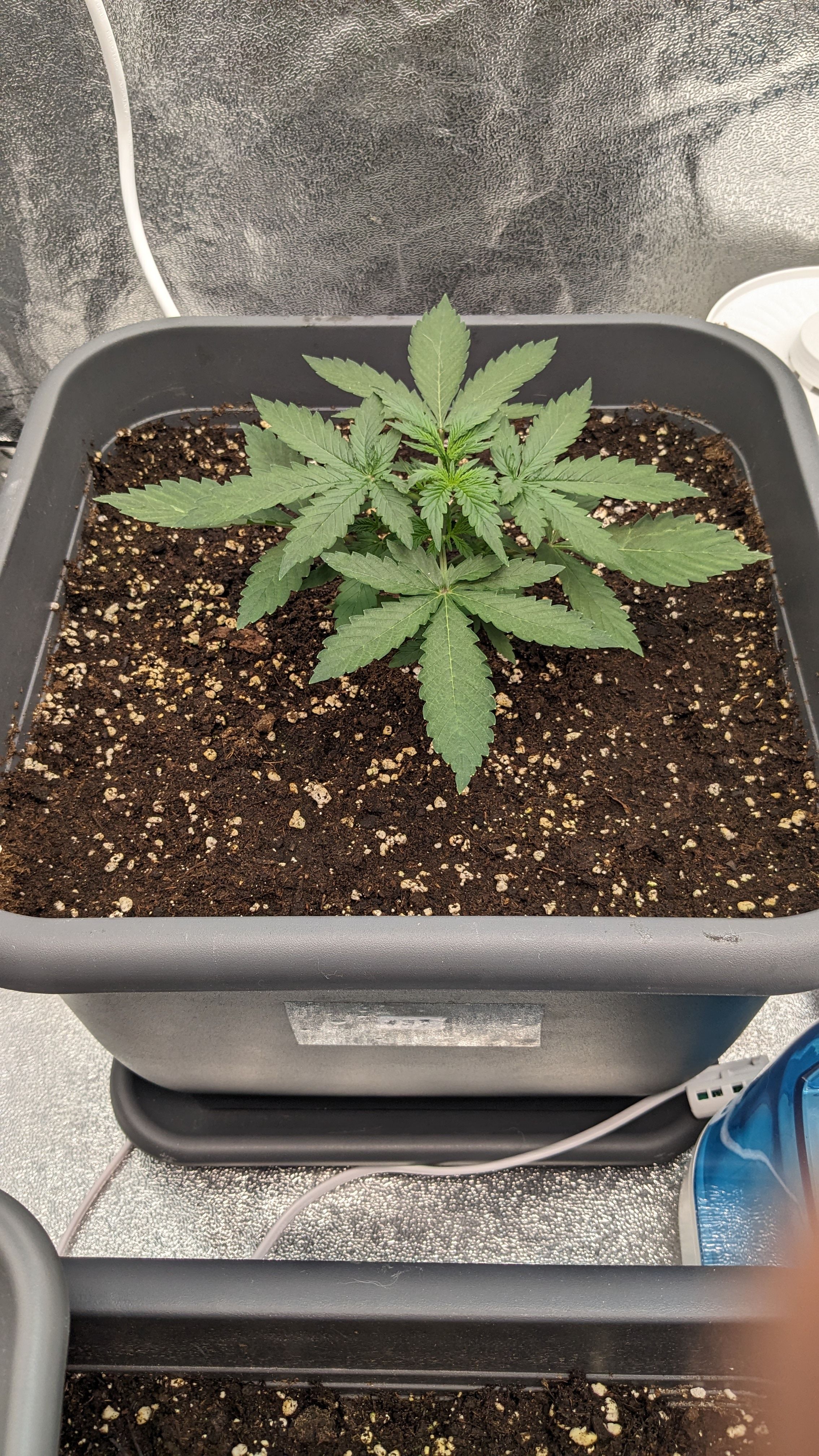 #33 Purple Skunk growlog photo 40