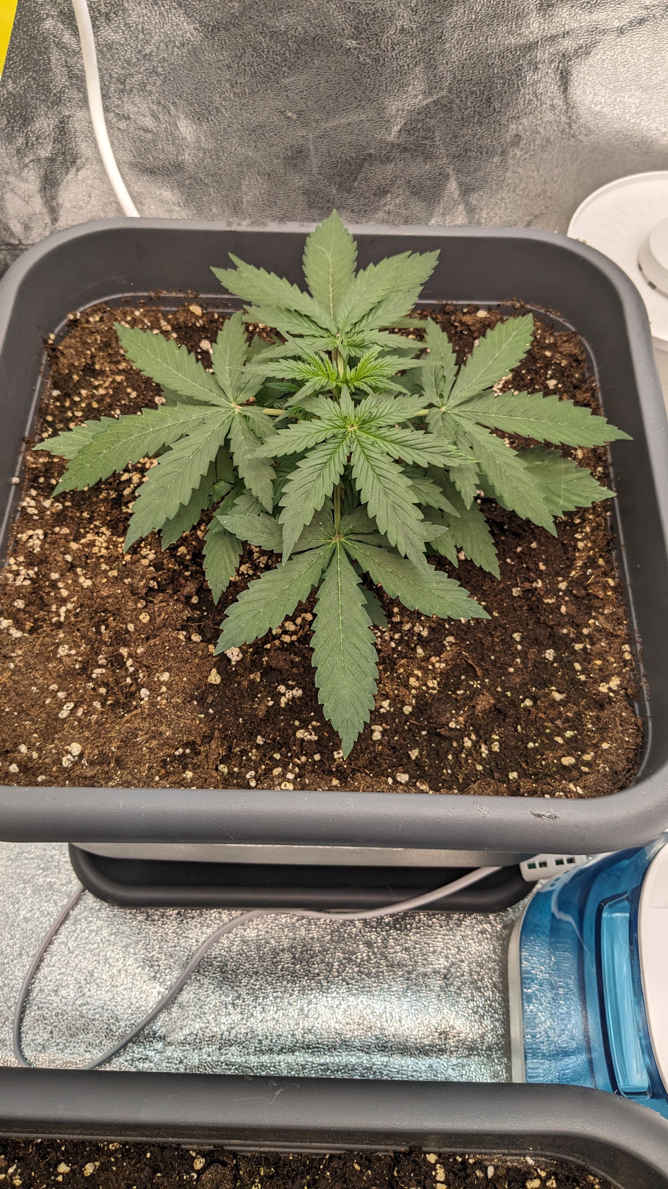 #33 Purple Skunk growlog photo 42