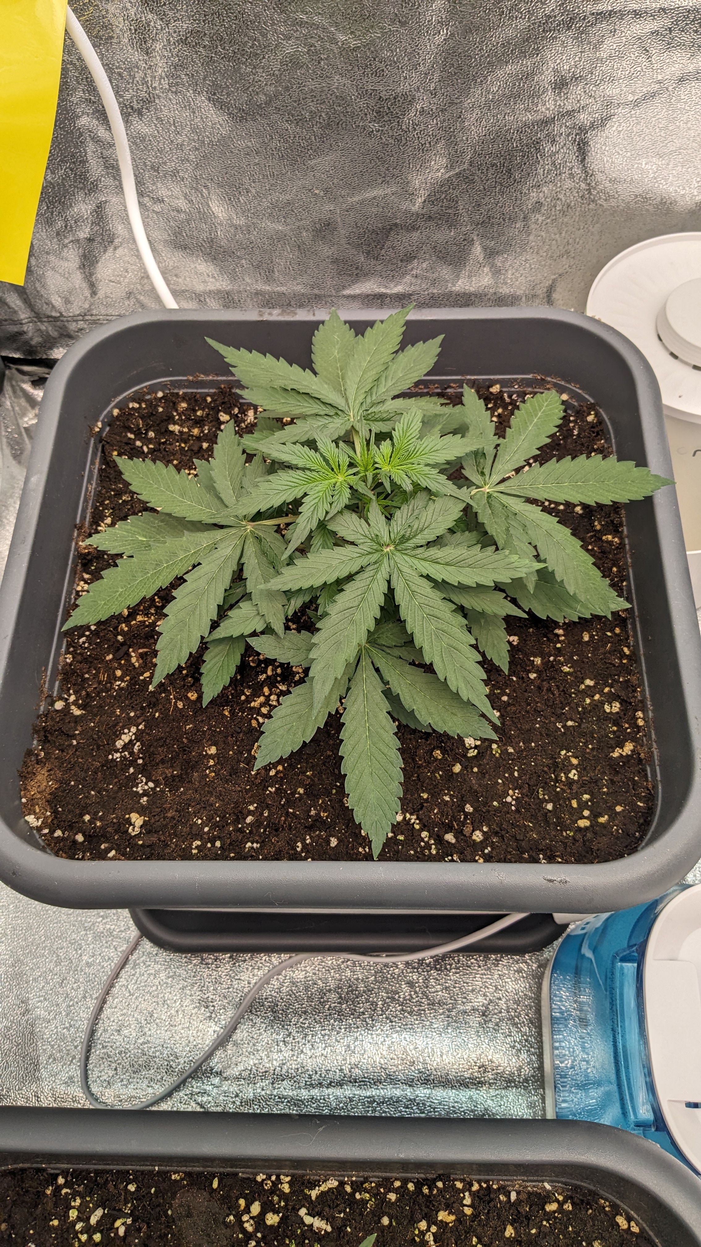 #33 Purple Skunk growlog photo 44