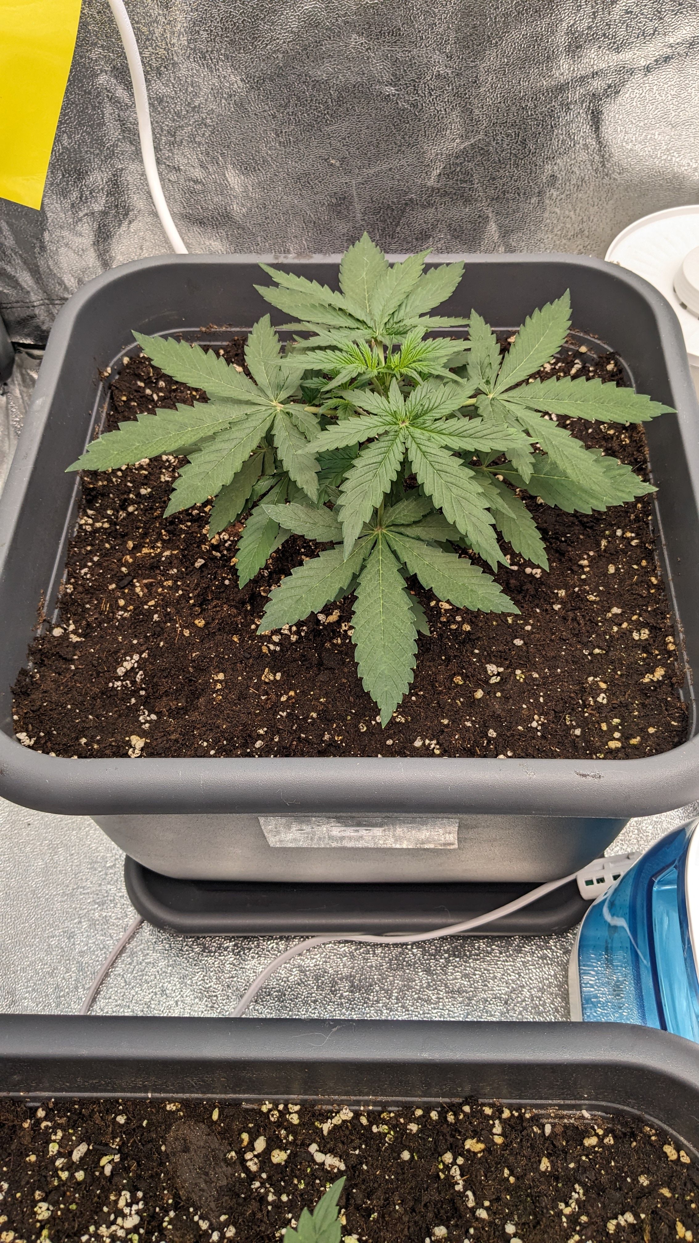 #33 Purple Skunk growlog photo 43