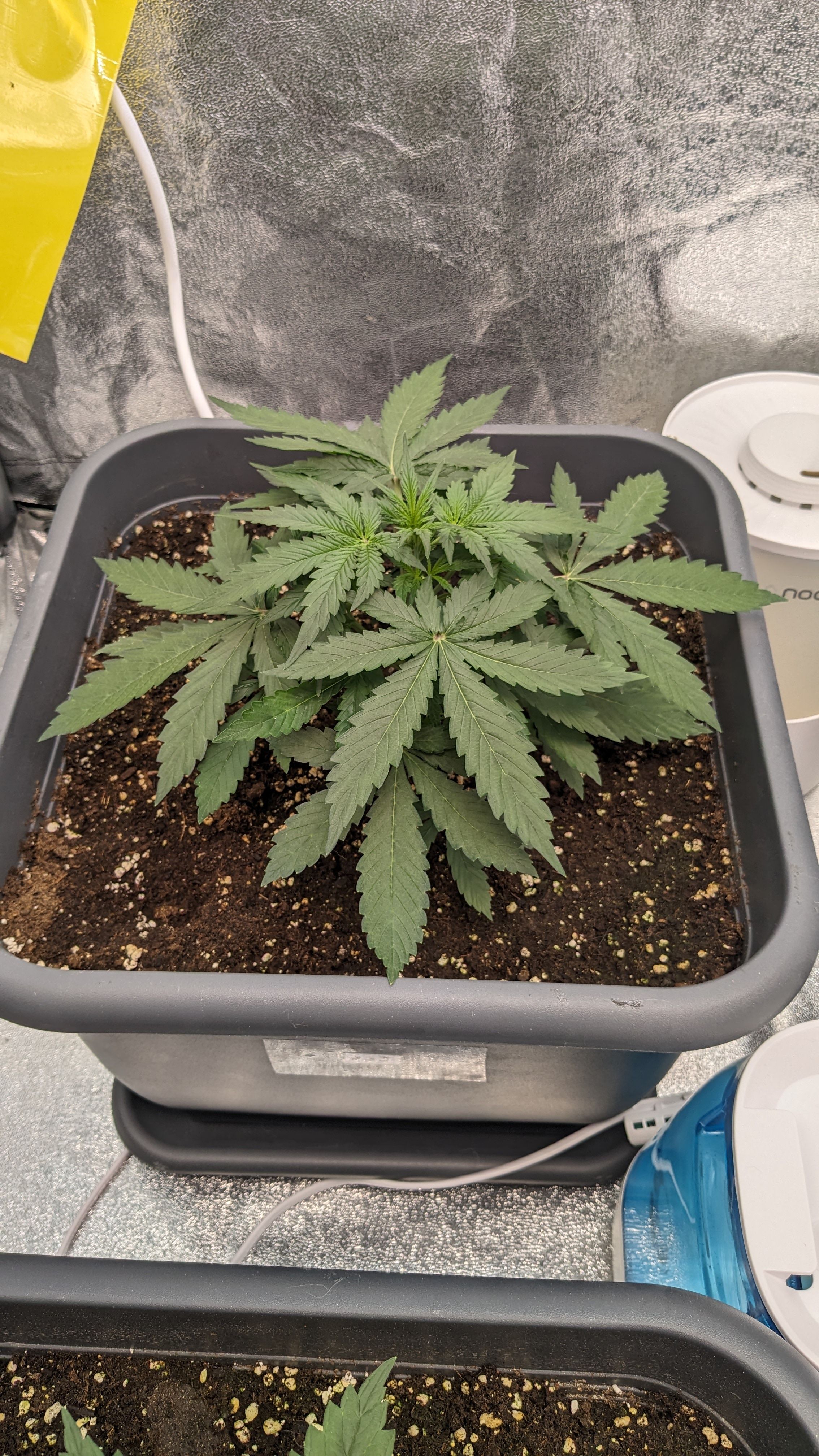 #33 Purple Skunk growlog photo 45