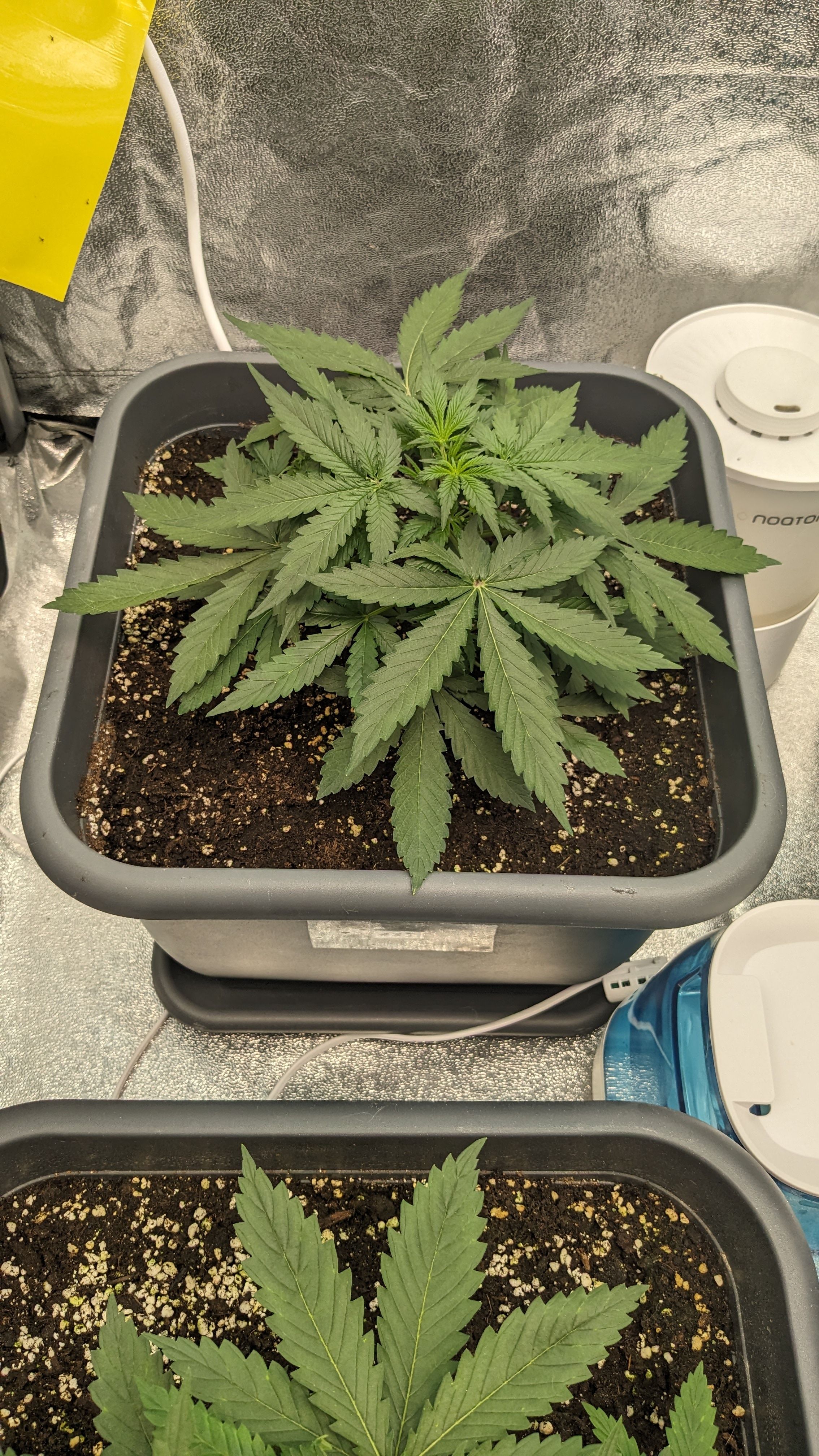 #33 Purple Skunk growlog photo 46