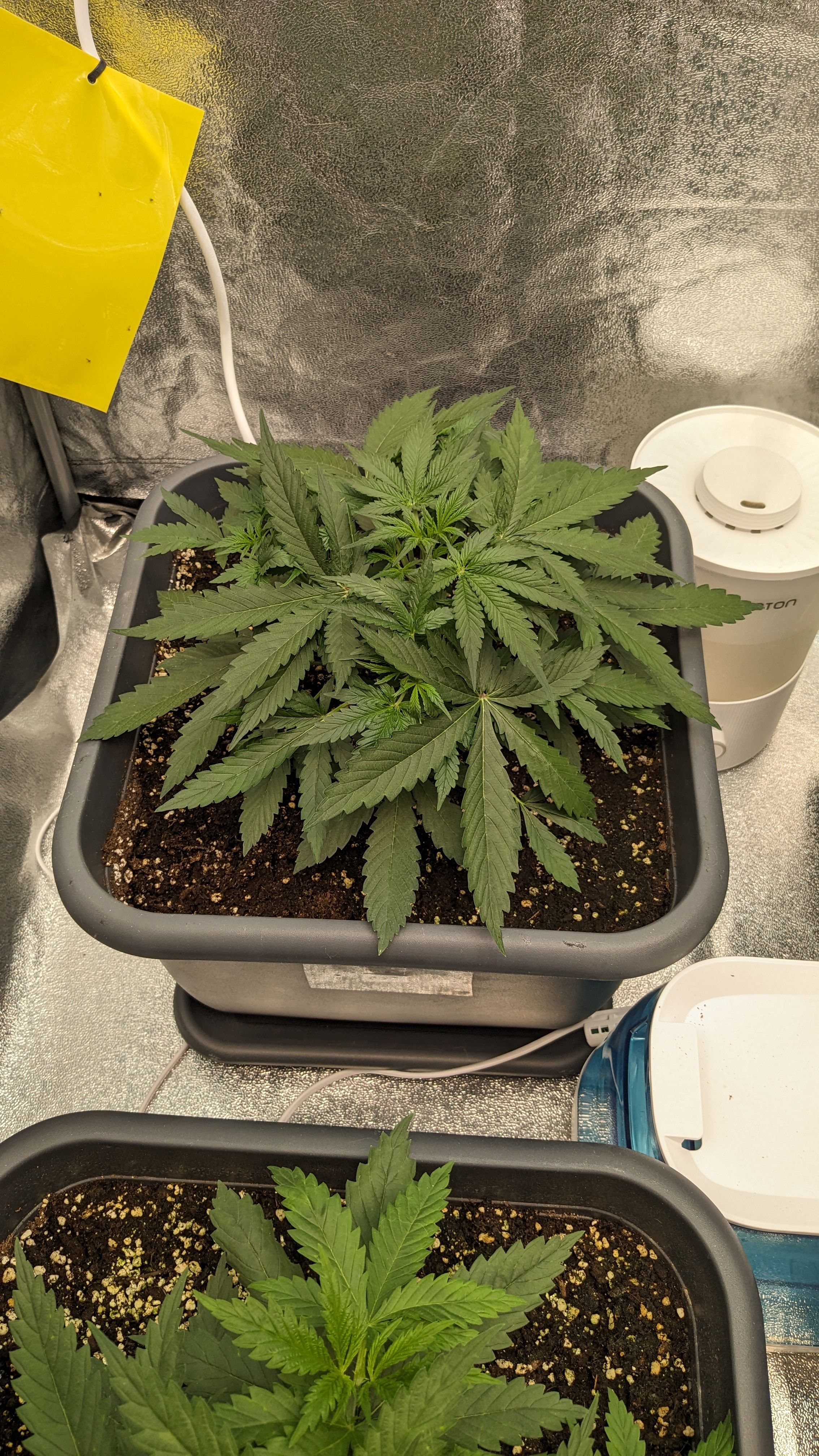 #33 Purple Skunk growlog photo 47