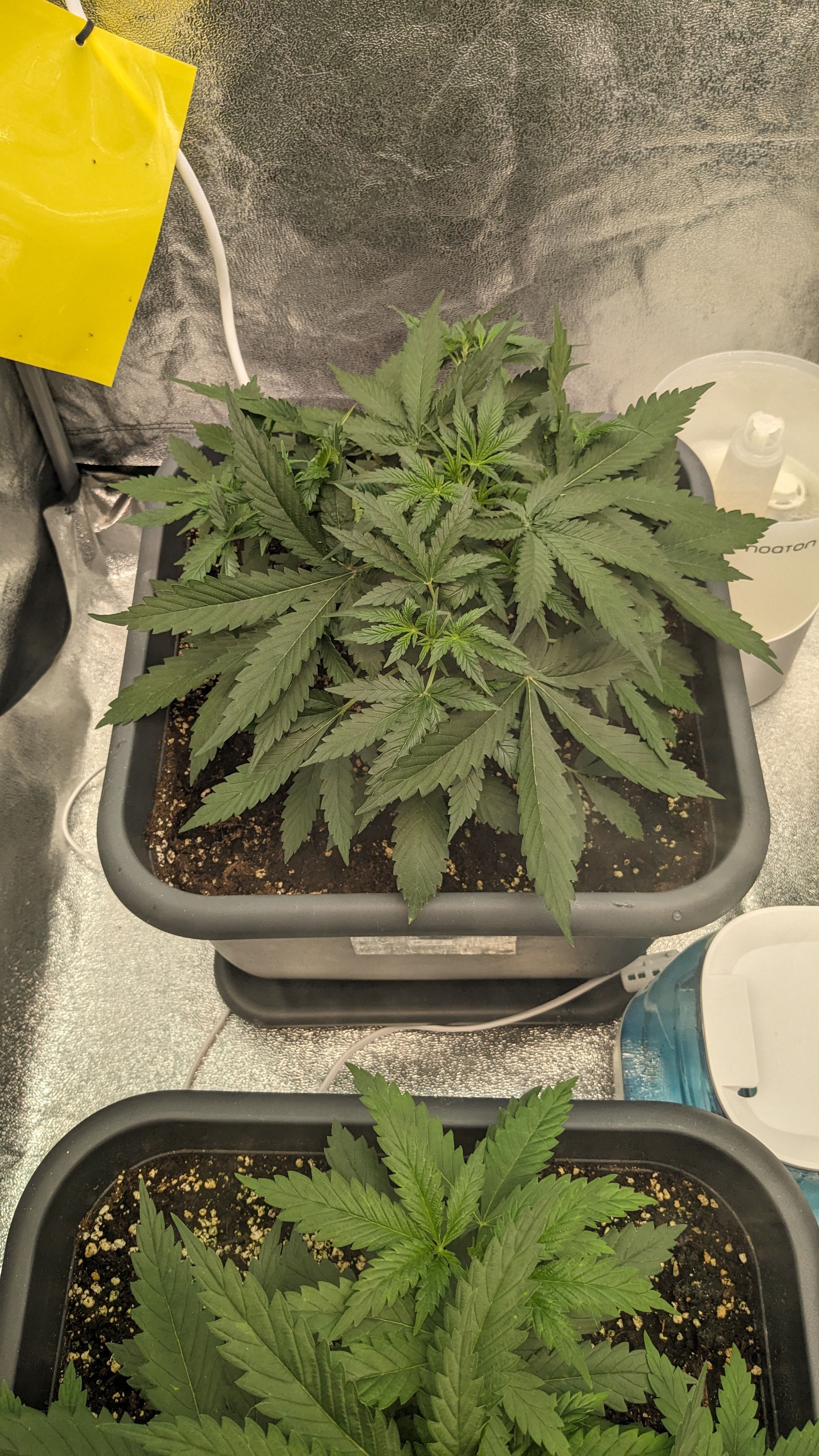 #33 Purple Skunk growlog photo 48