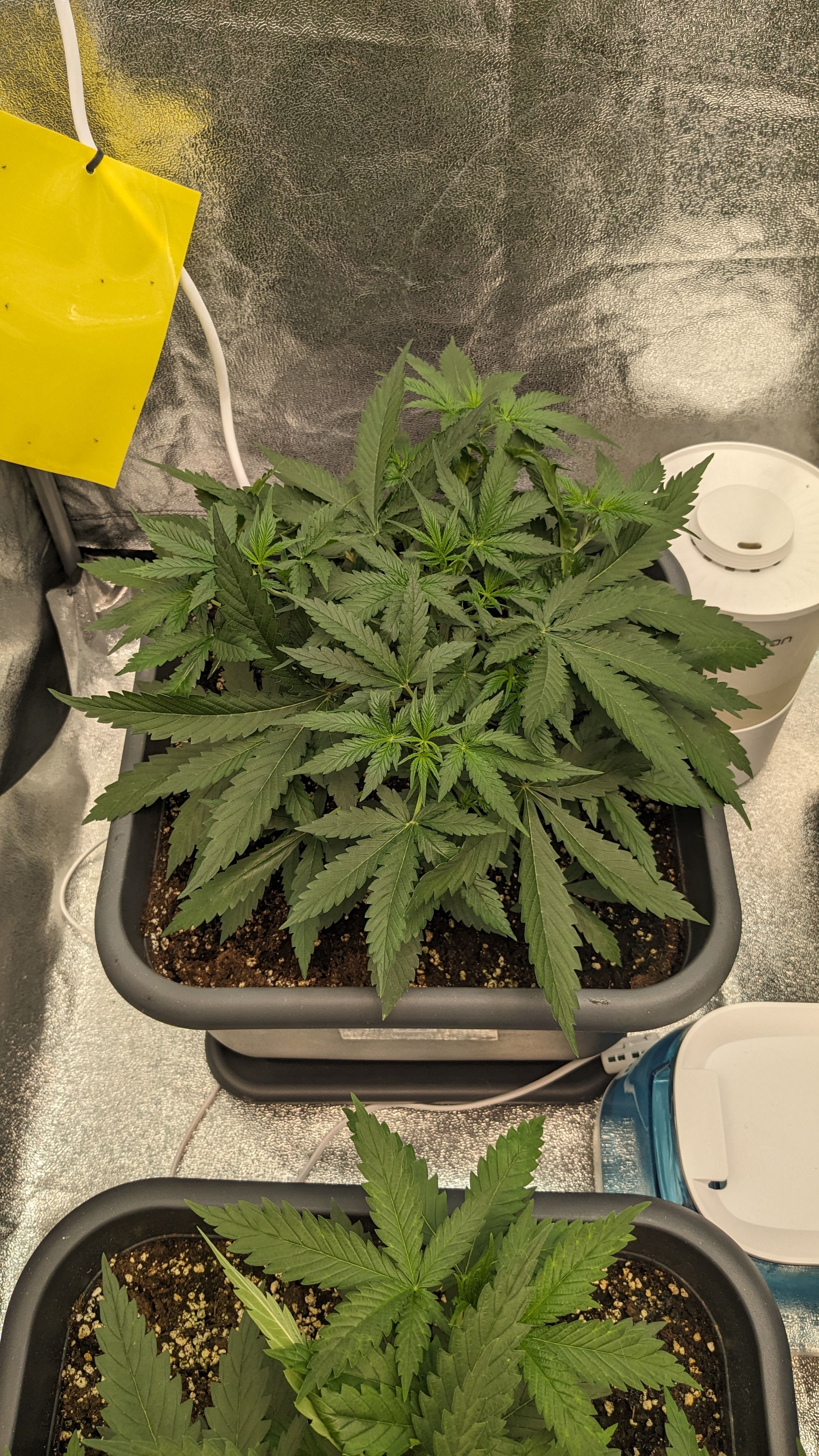 #33 Purple Skunk growlog photo 49