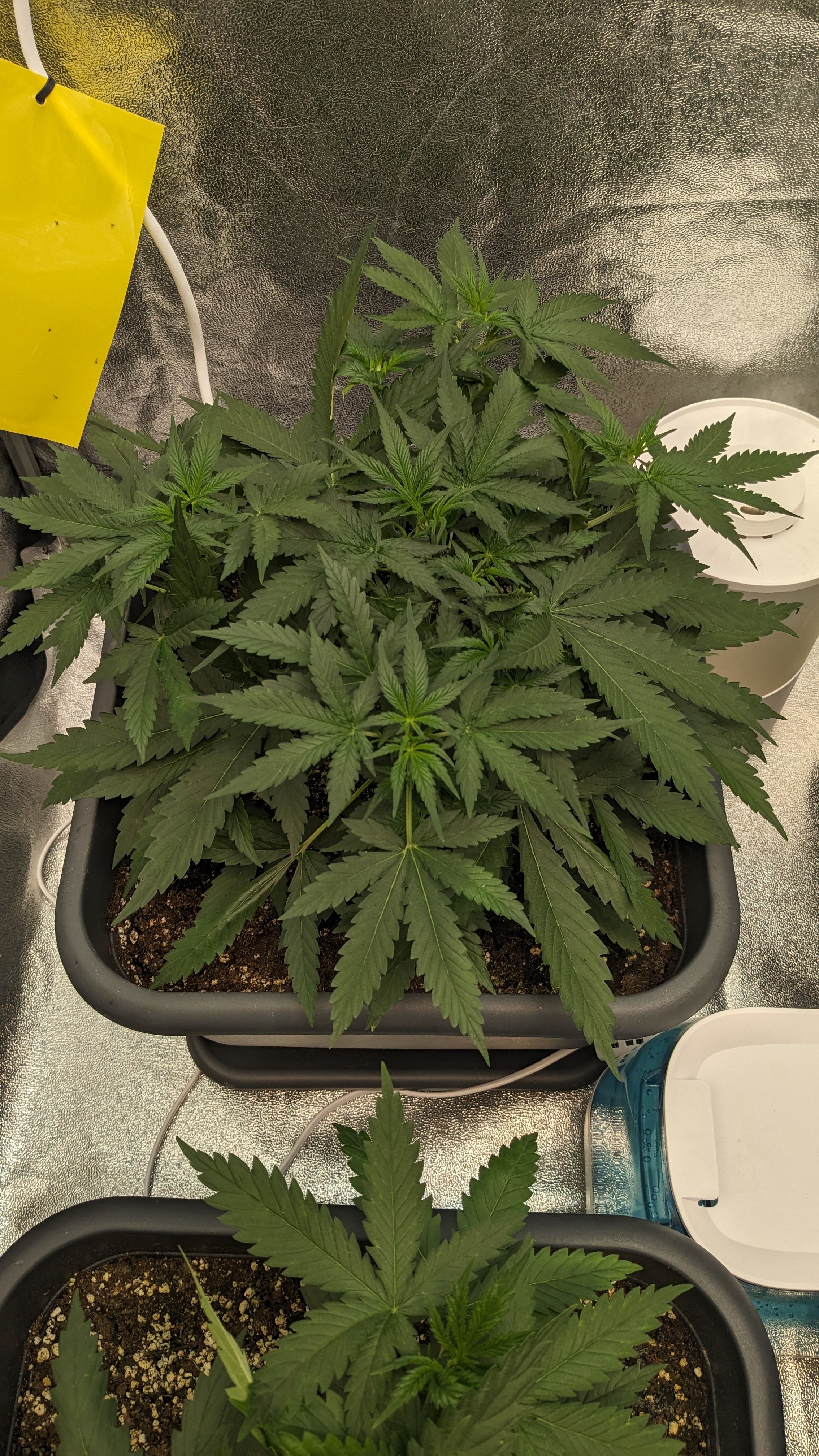 #33 Purple Skunk growlog photo 50