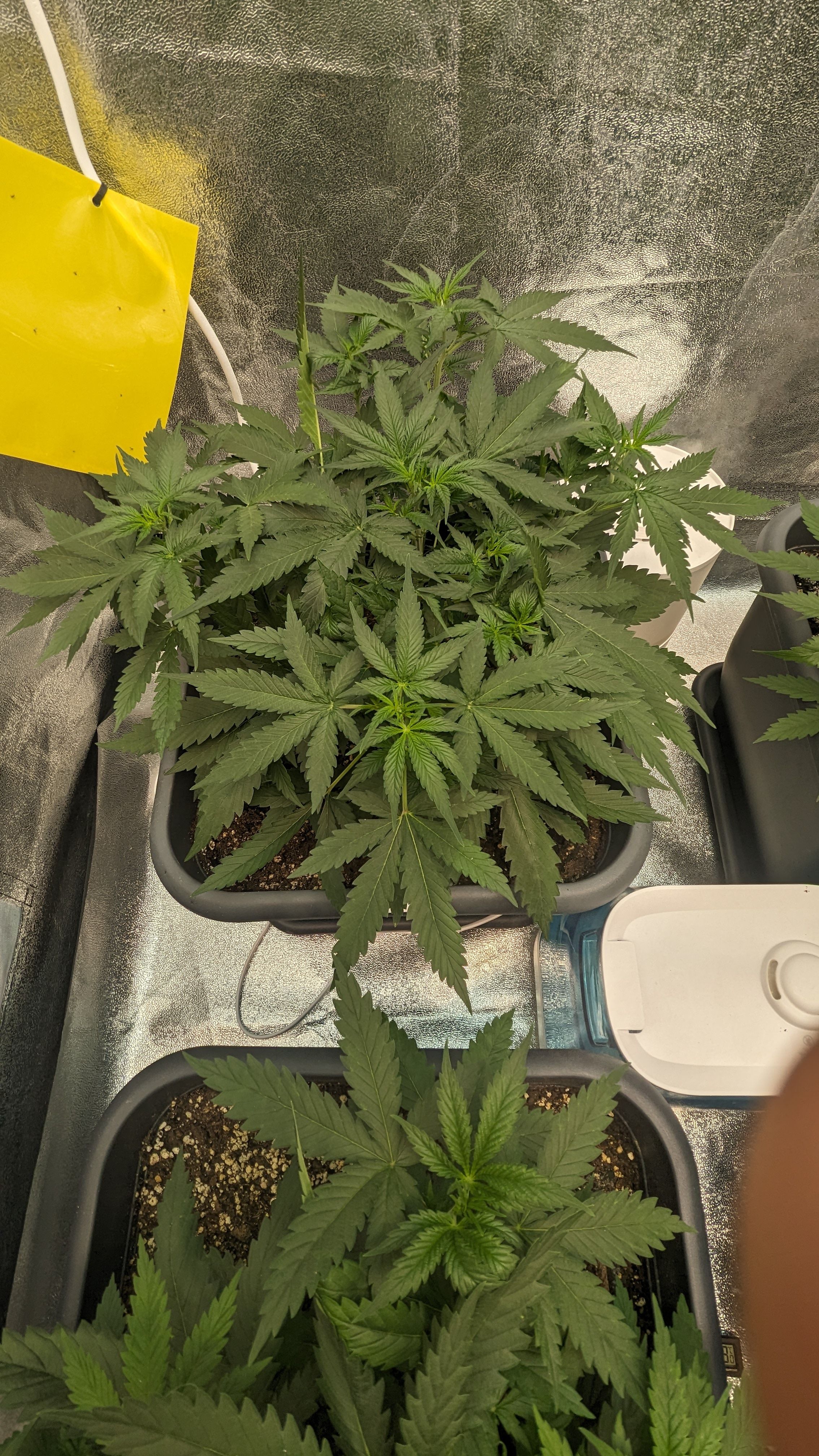 #33 Purple Skunk growlog photo 51