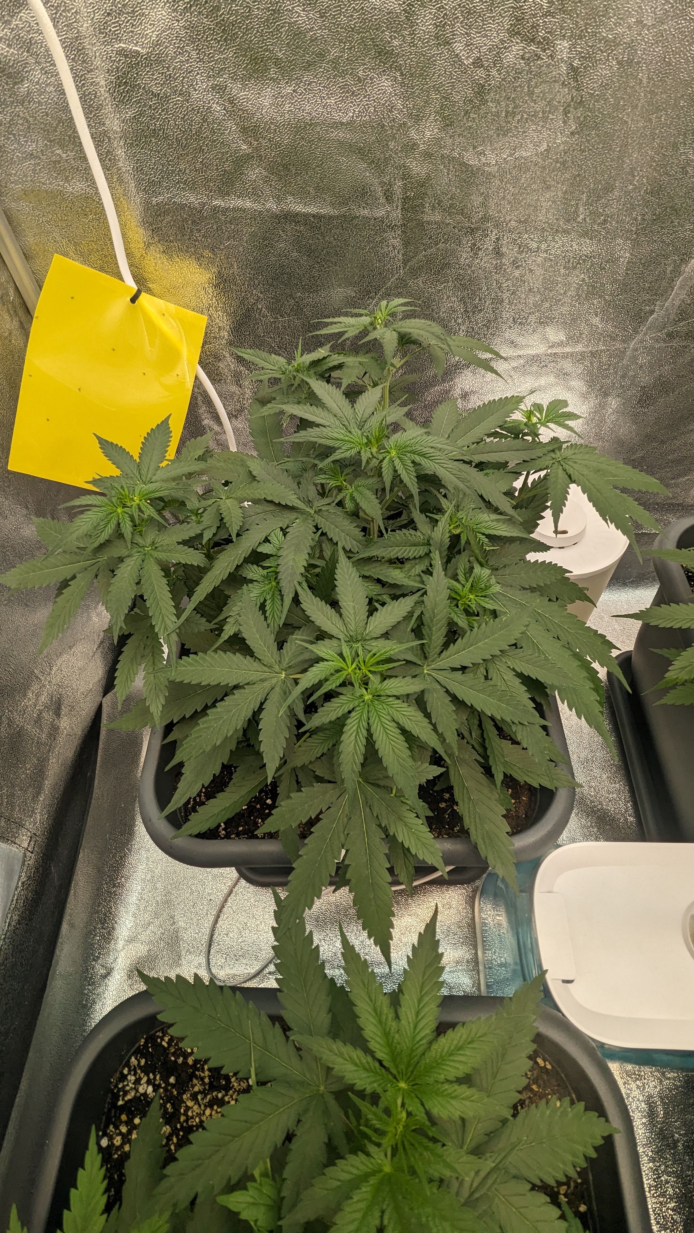 #33 Purple Skunk growlog photo 52