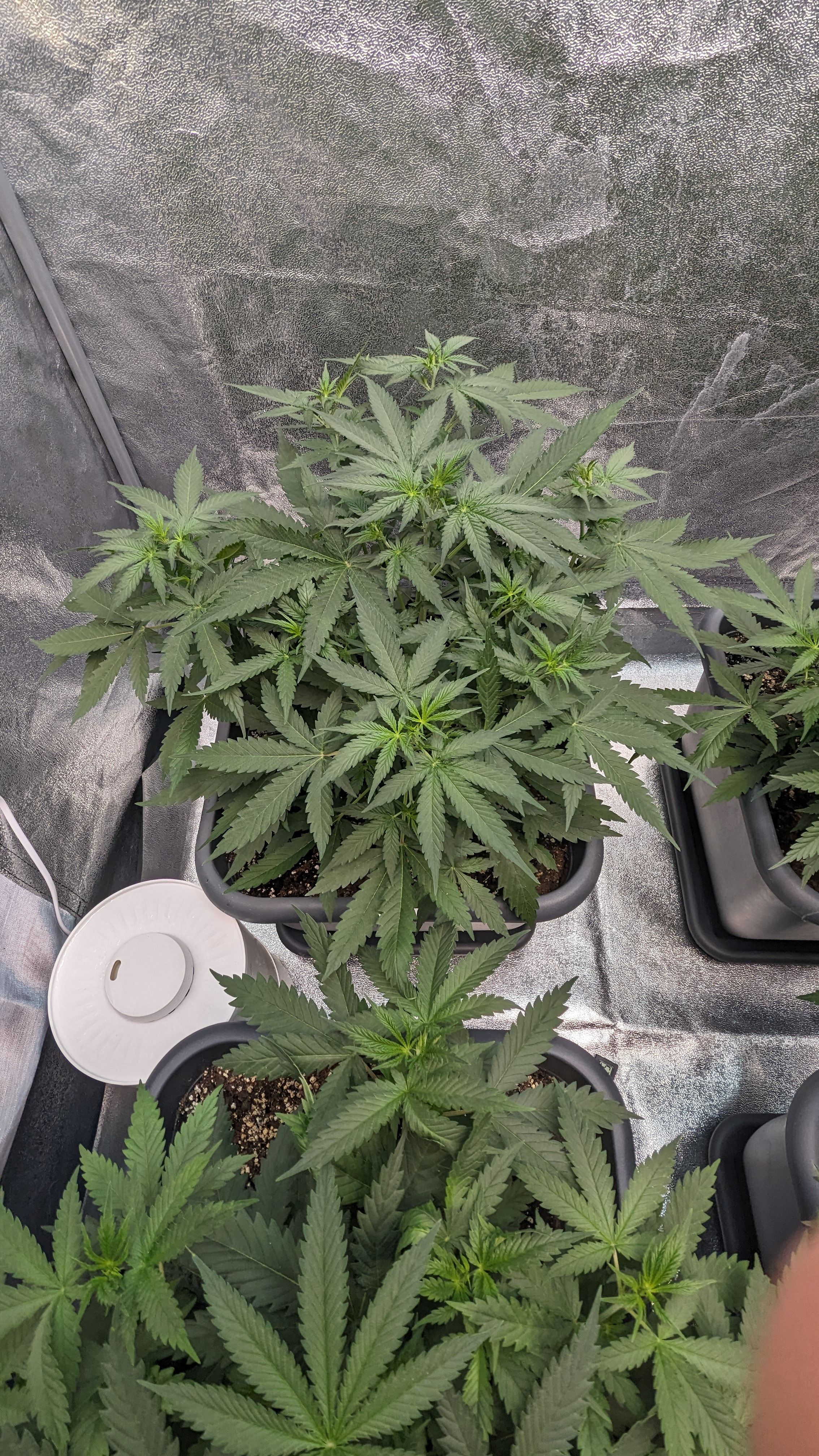 #33 Purple Skunk growlog photo 54