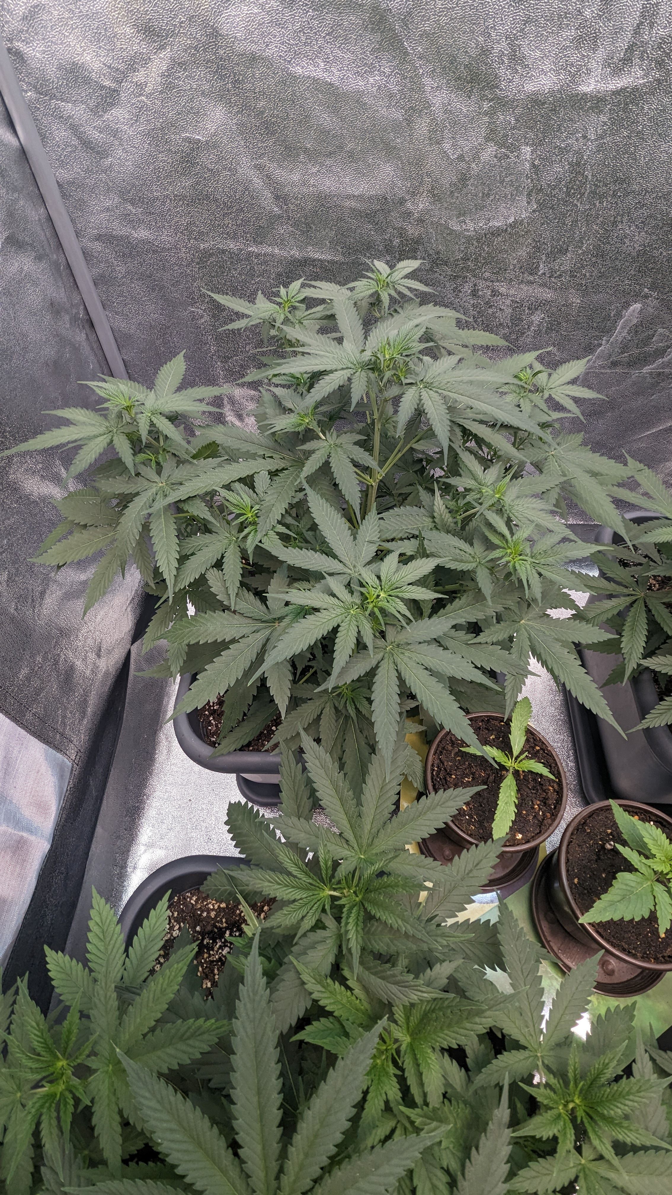 #33 Purple Skunk growlog photo 55