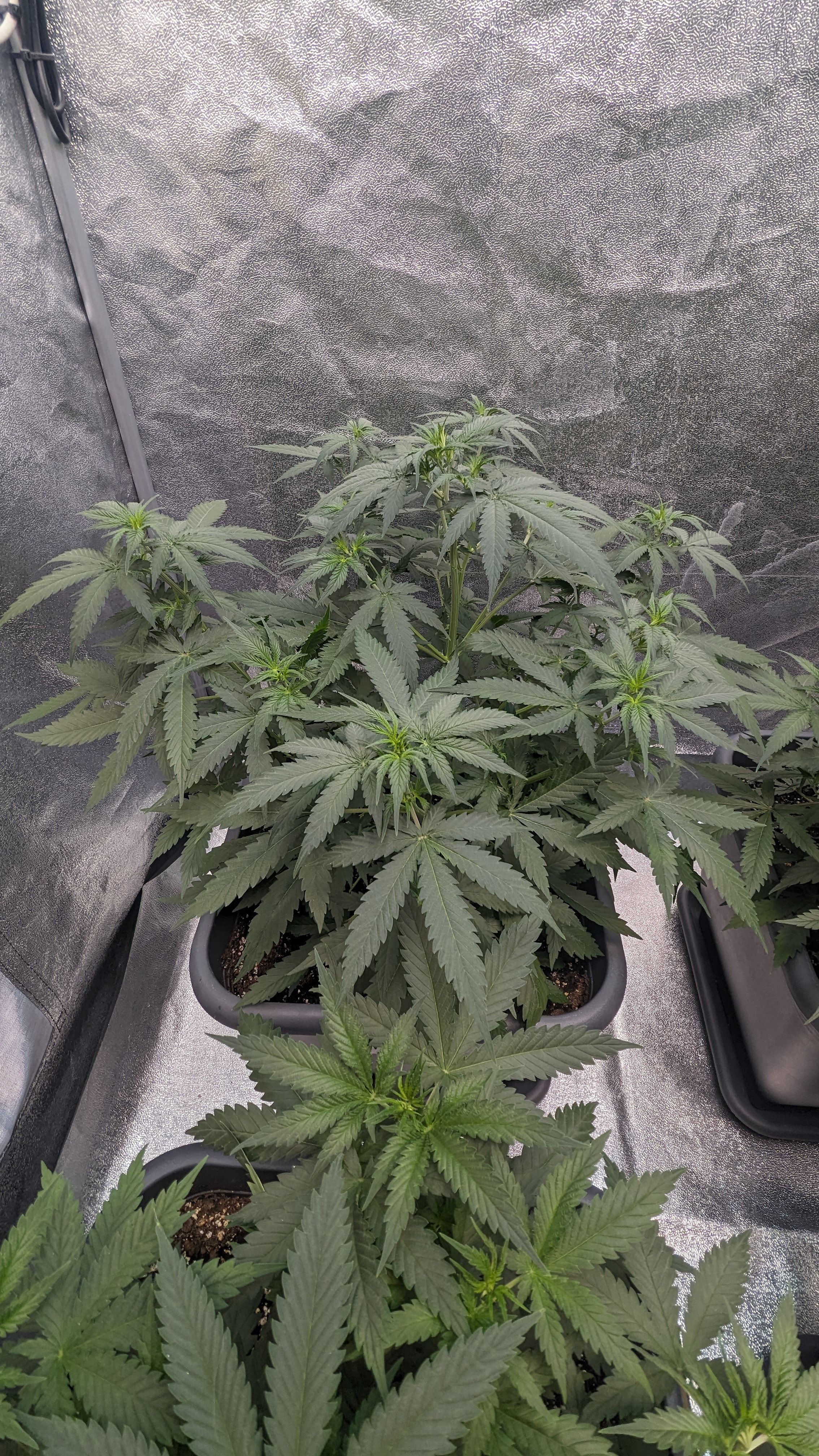 #33 Purple Skunk growlog photo 56