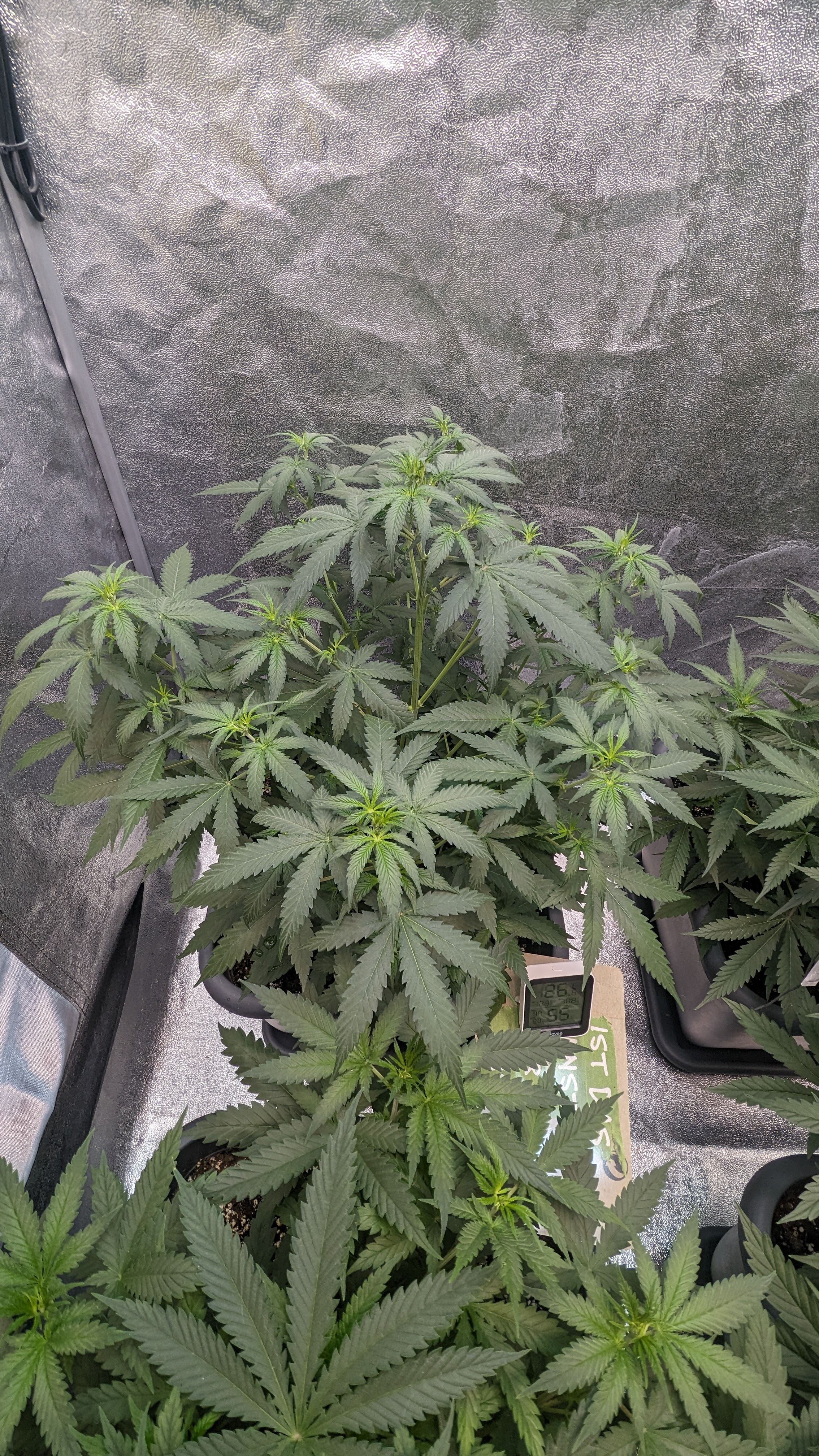 #33 Purple Skunk growlog photo 57