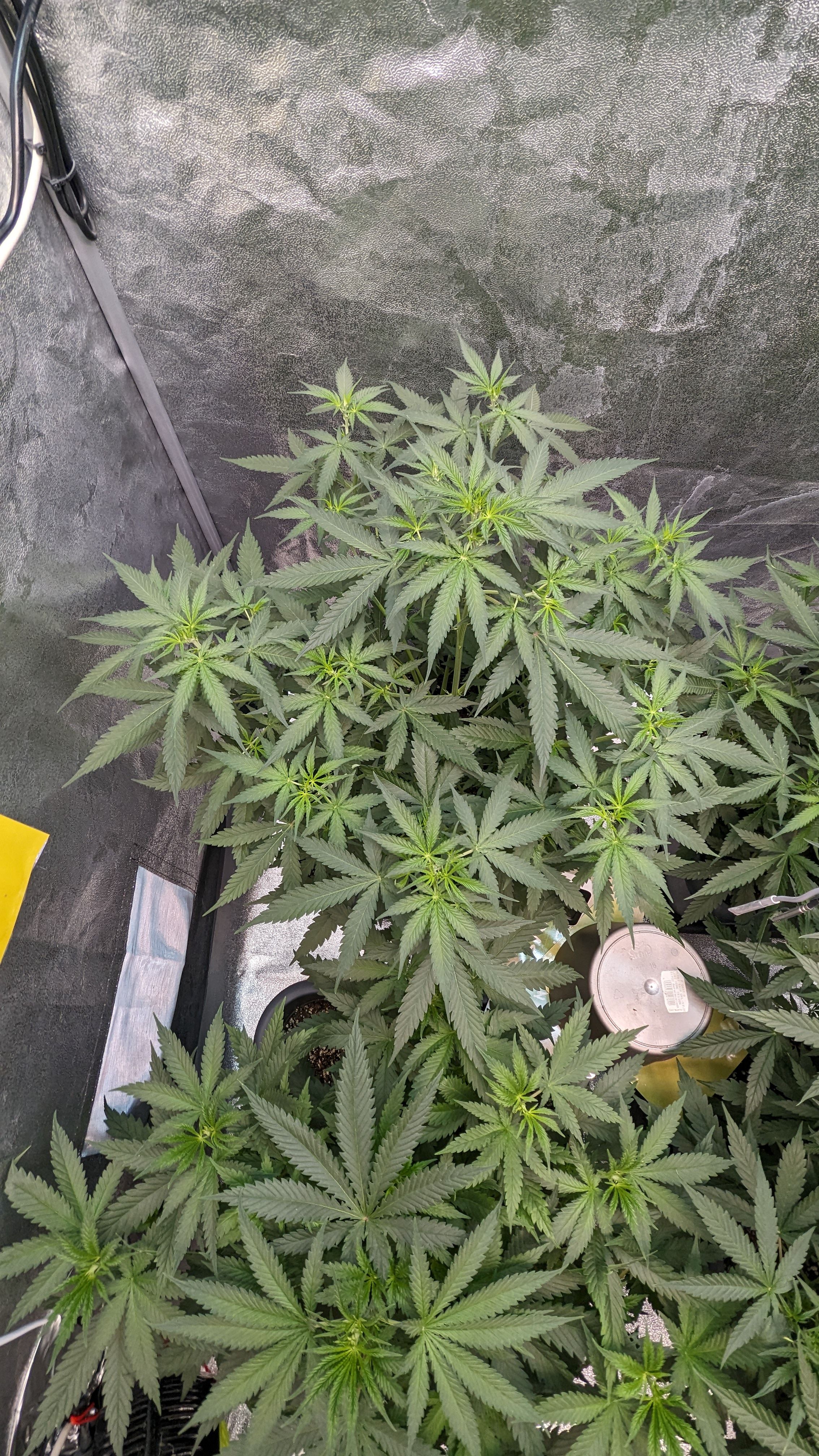 #33 Purple Skunk growlog photo 58