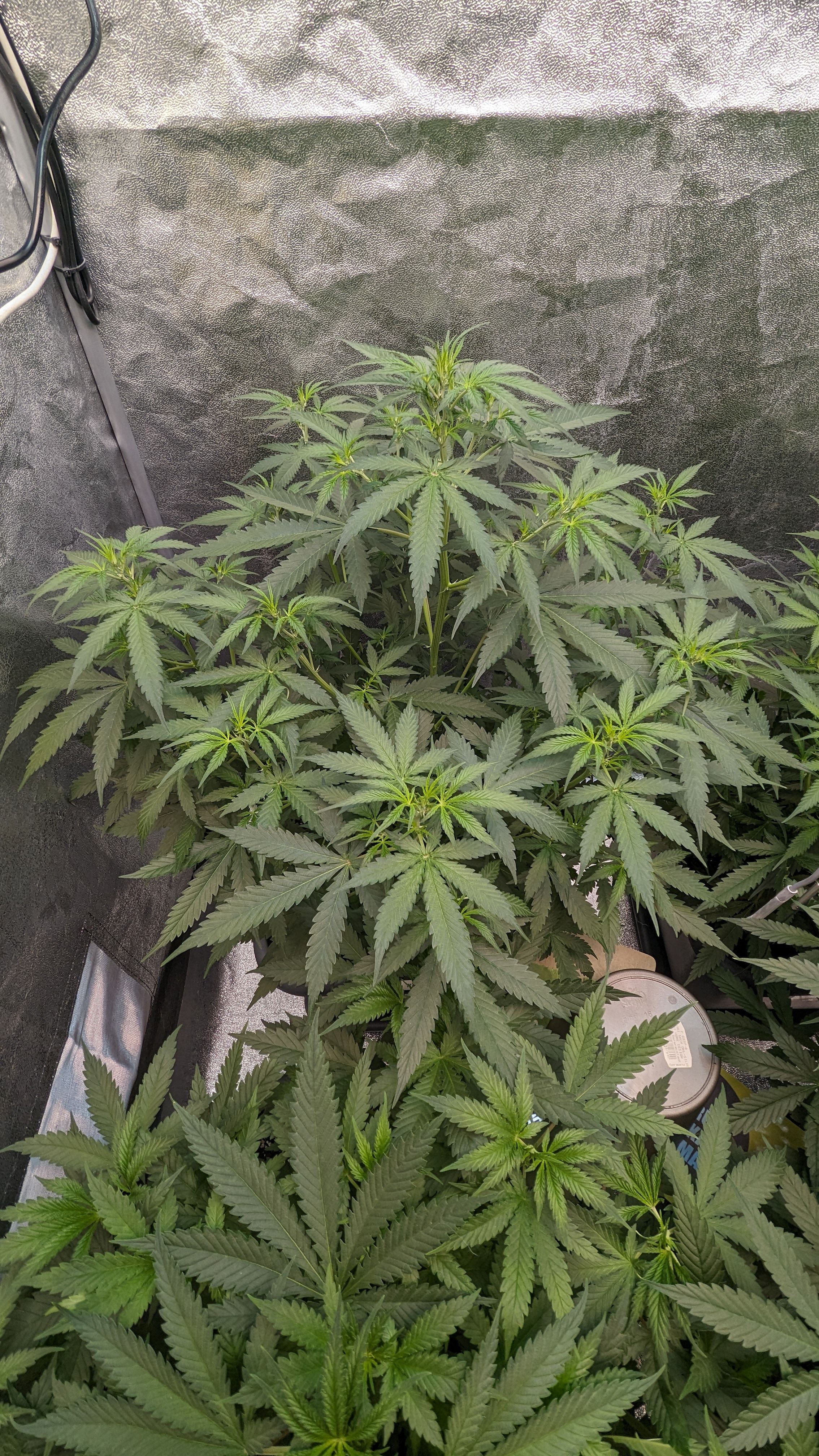 #33 Purple Skunk growlog photo 59