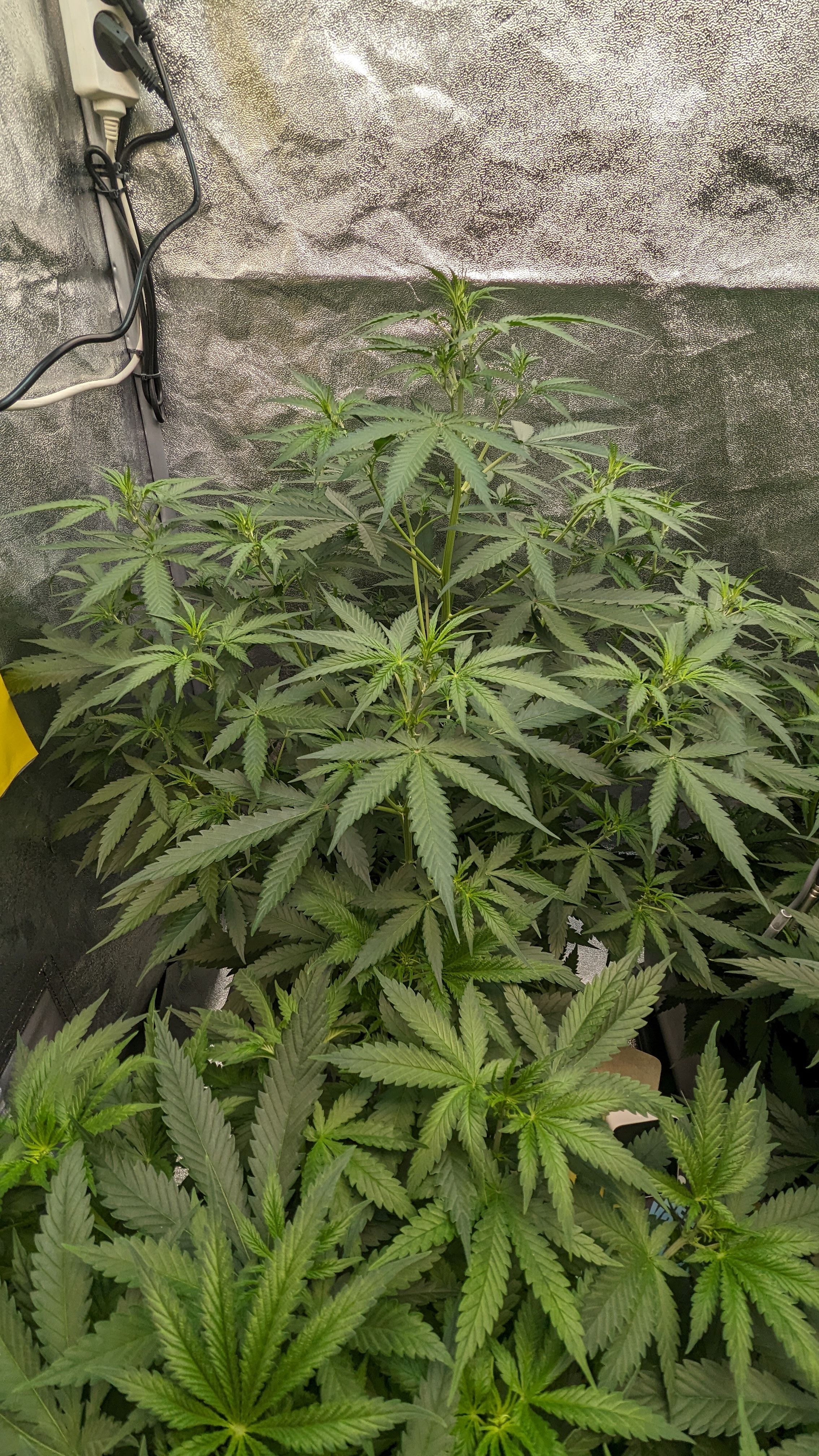 #33 Purple Skunk growlog photo 60