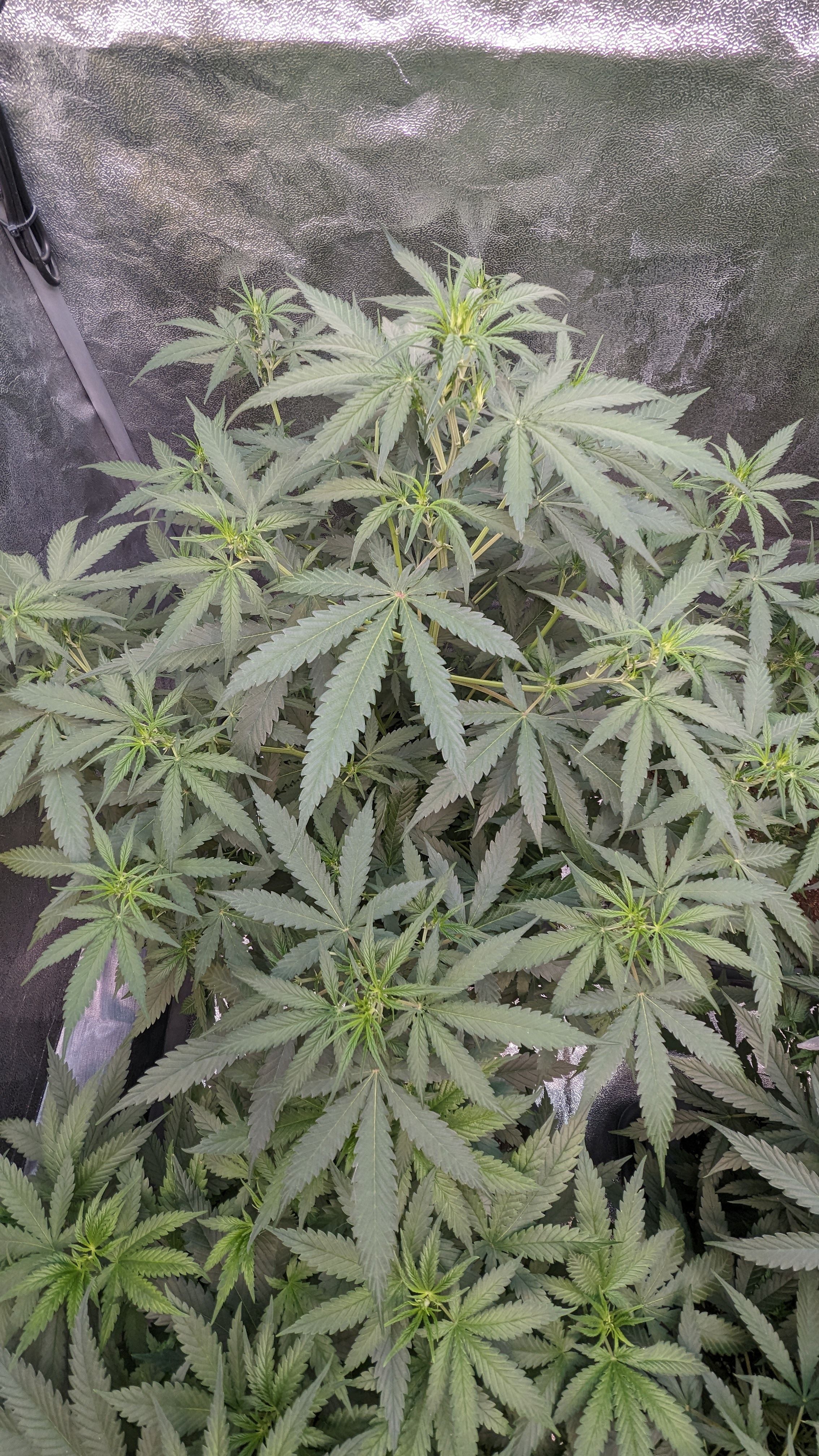 #33 Purple Skunk growlog photo 63