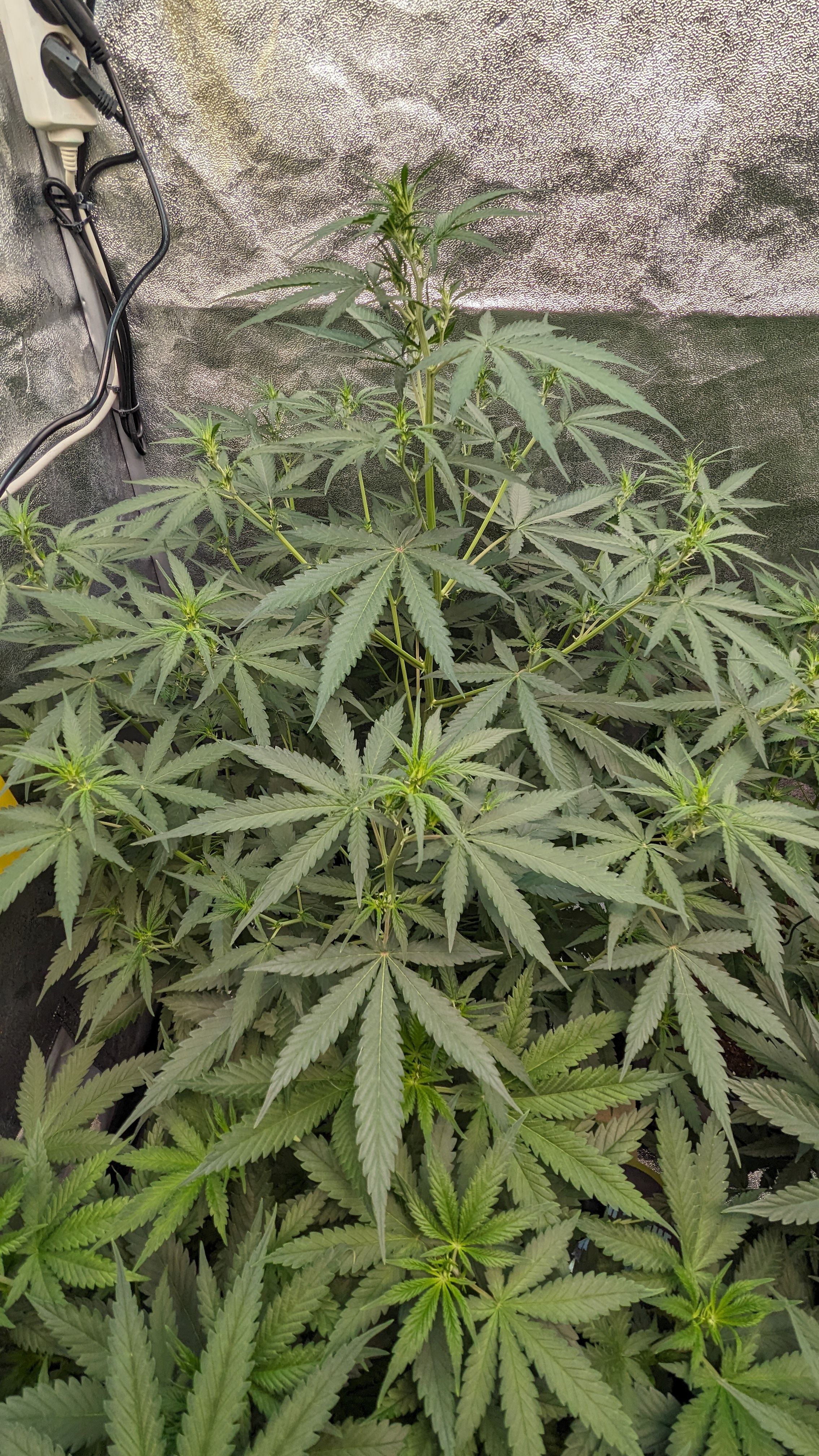 #33 Purple Skunk growlog photo 64