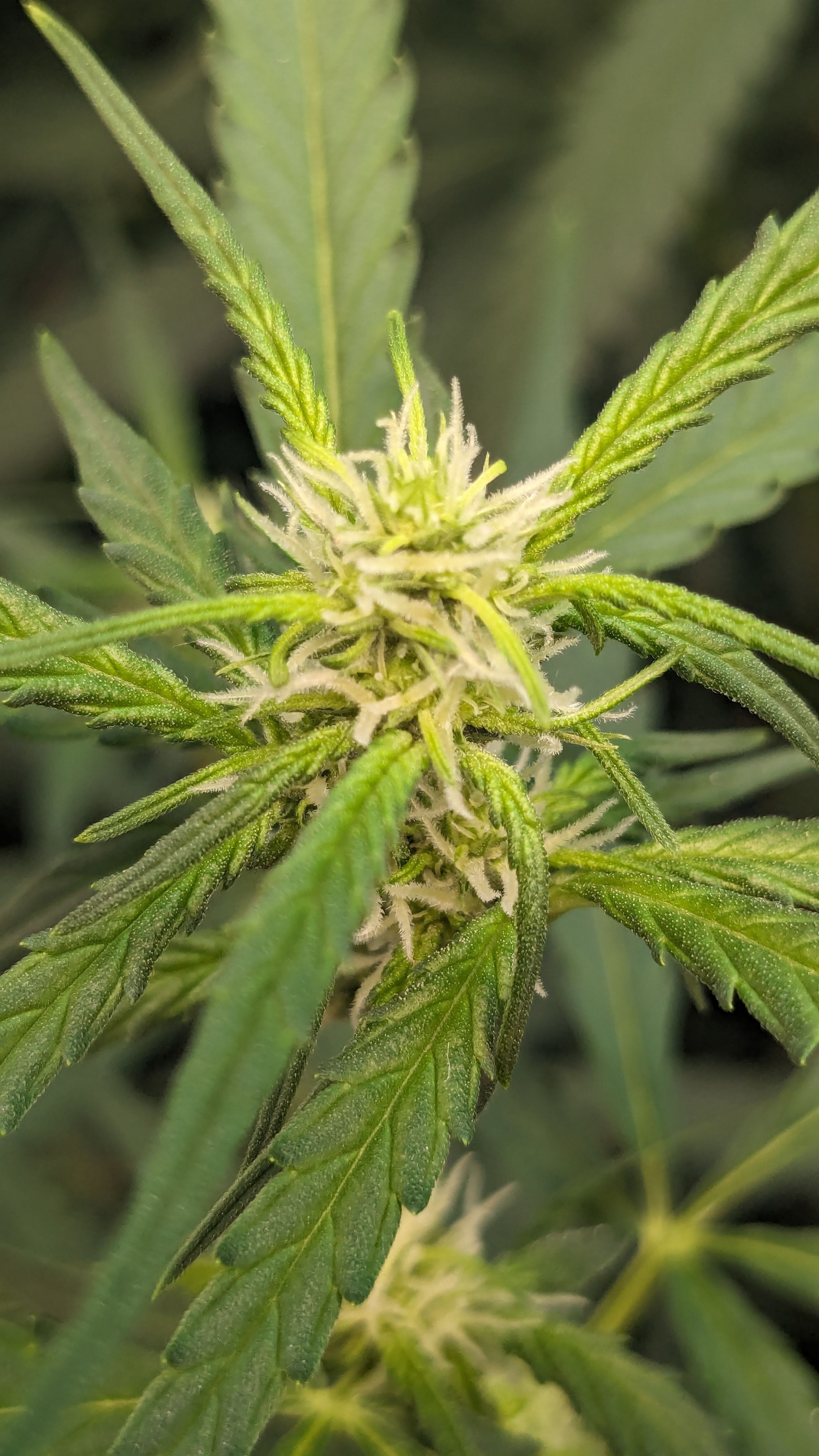 #33 Purple Skunk growlog photo 72