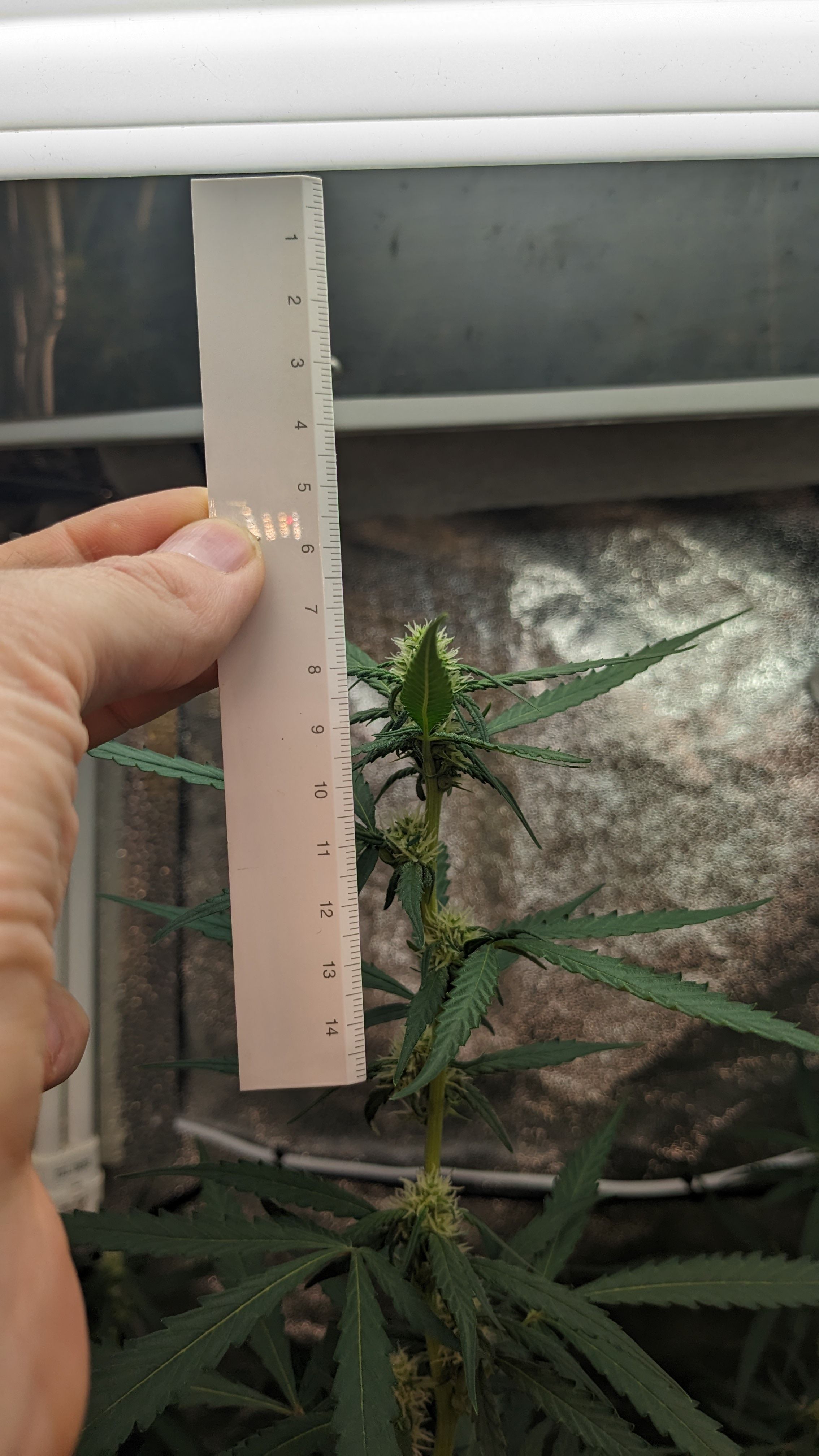 #33 Purple Skunk growlog photo 76