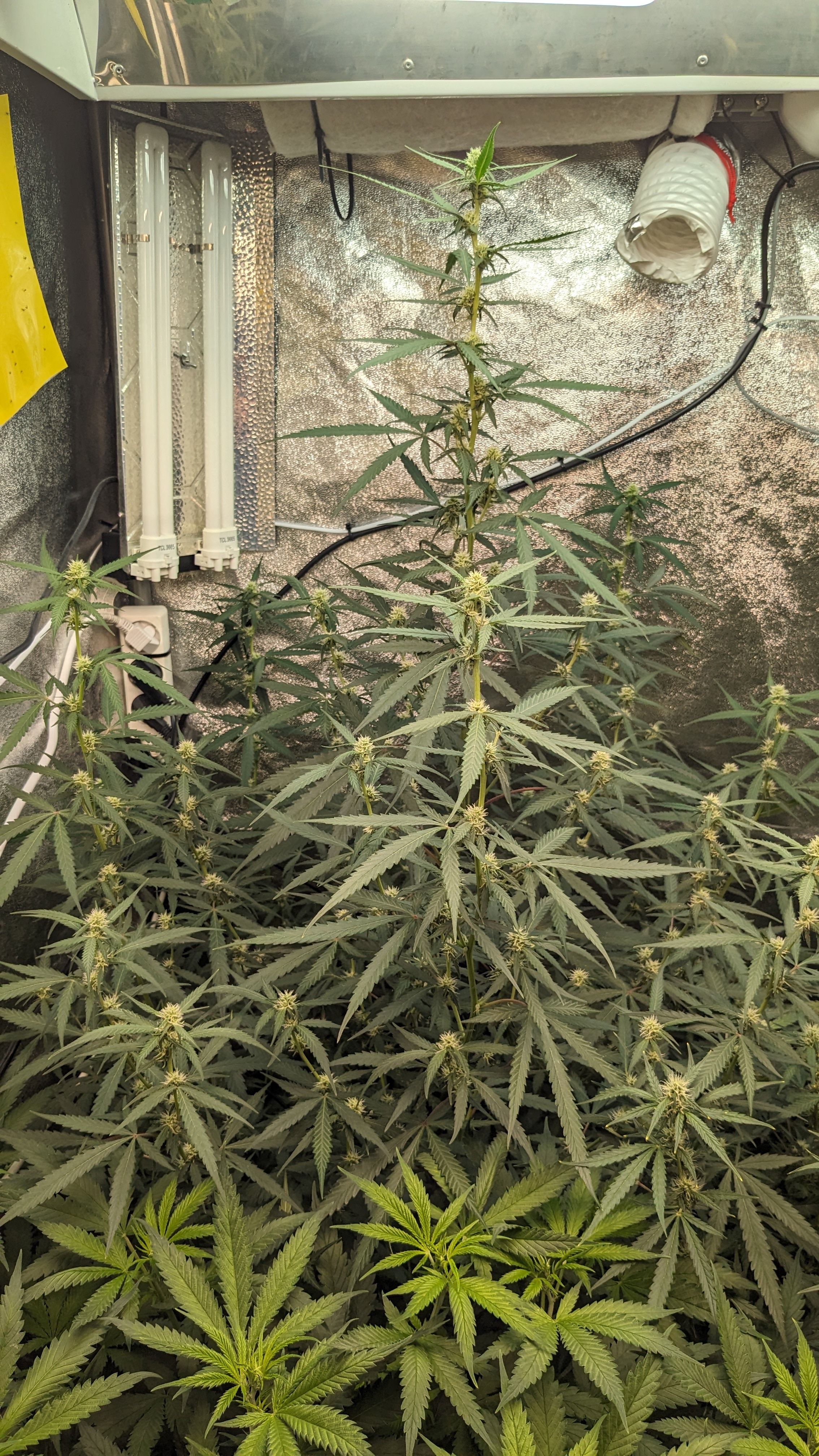 #33 Purple Skunk growlog photo 75