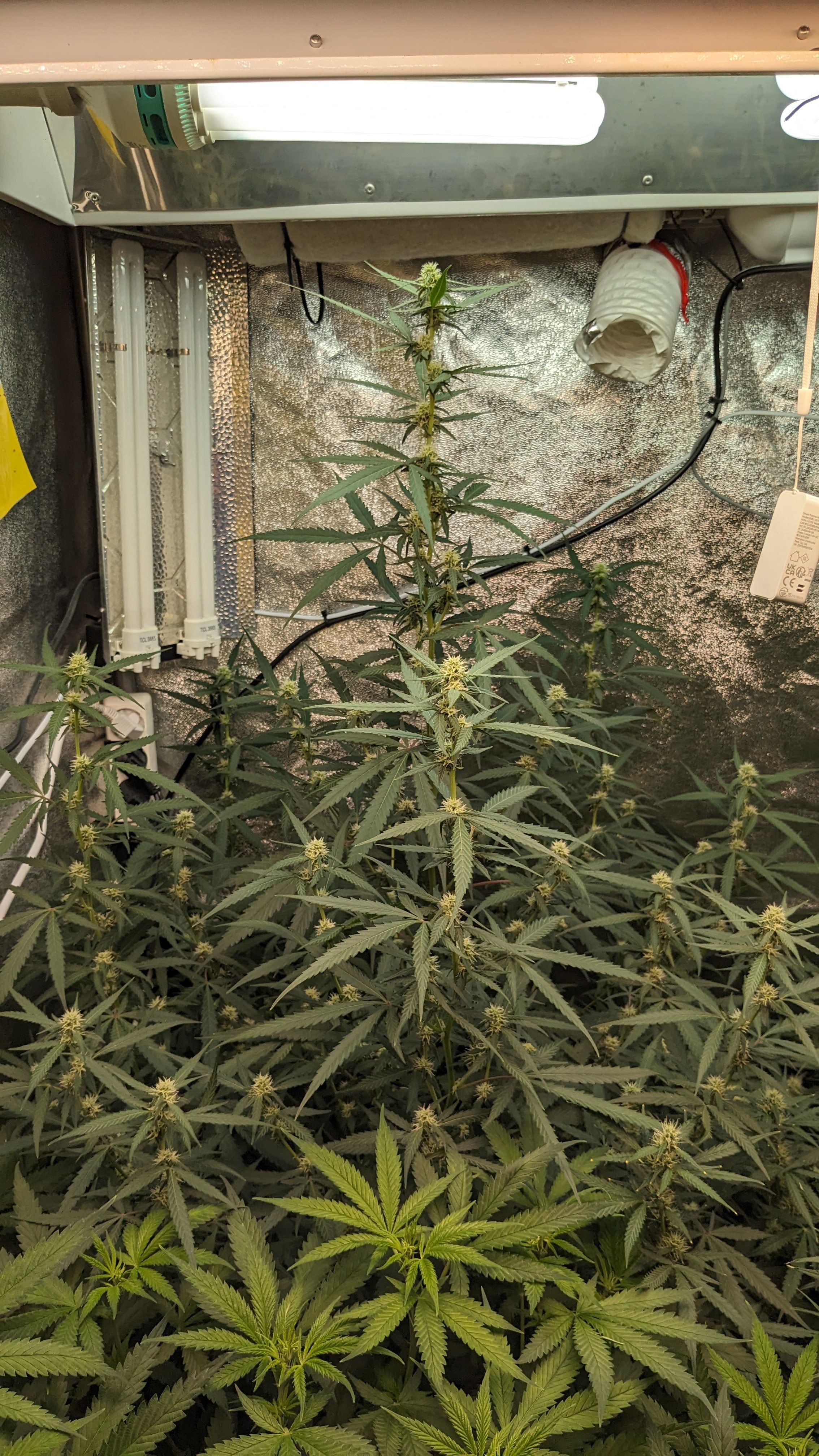 #33 Purple Skunk growlog photo 80