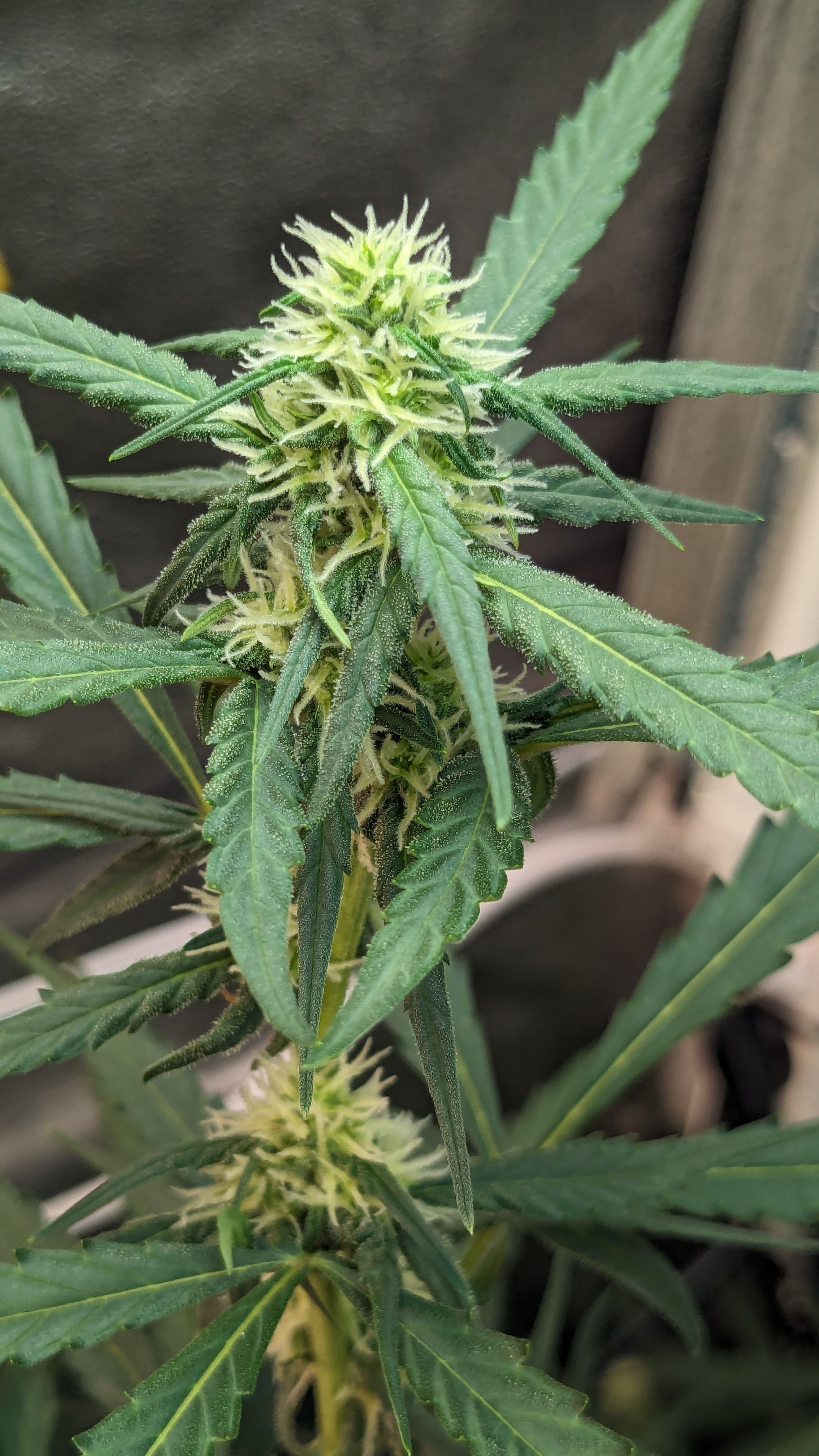 #33 Purple Skunk growlog photo 79