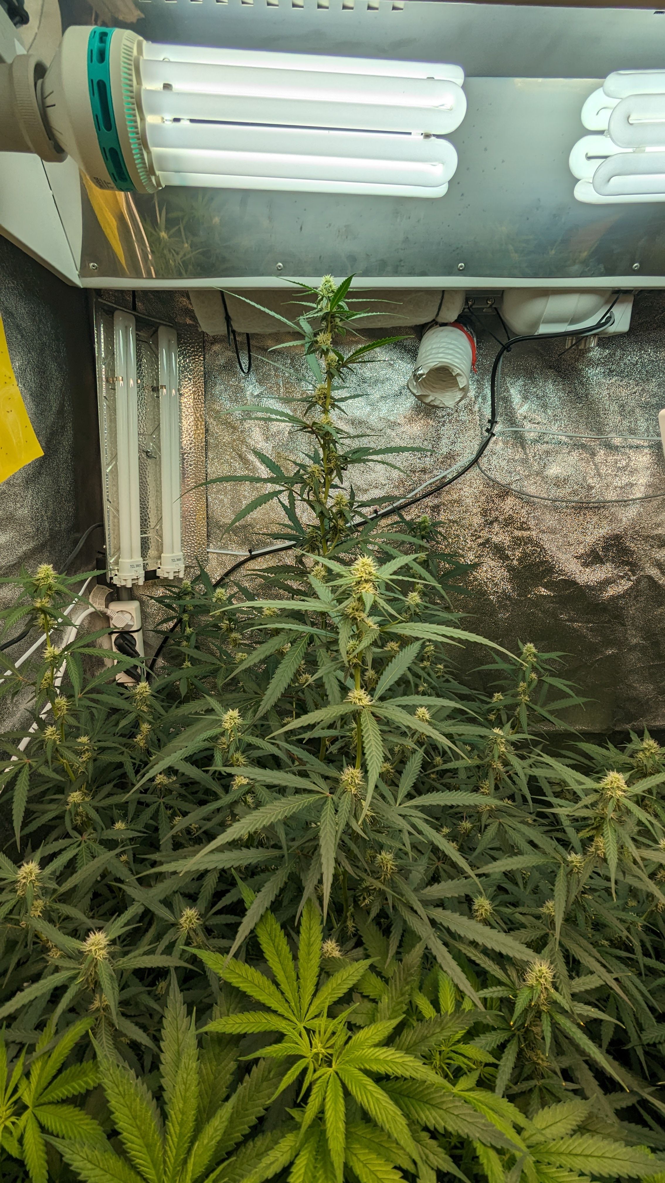 #33 Purple Skunk growlog photo 81