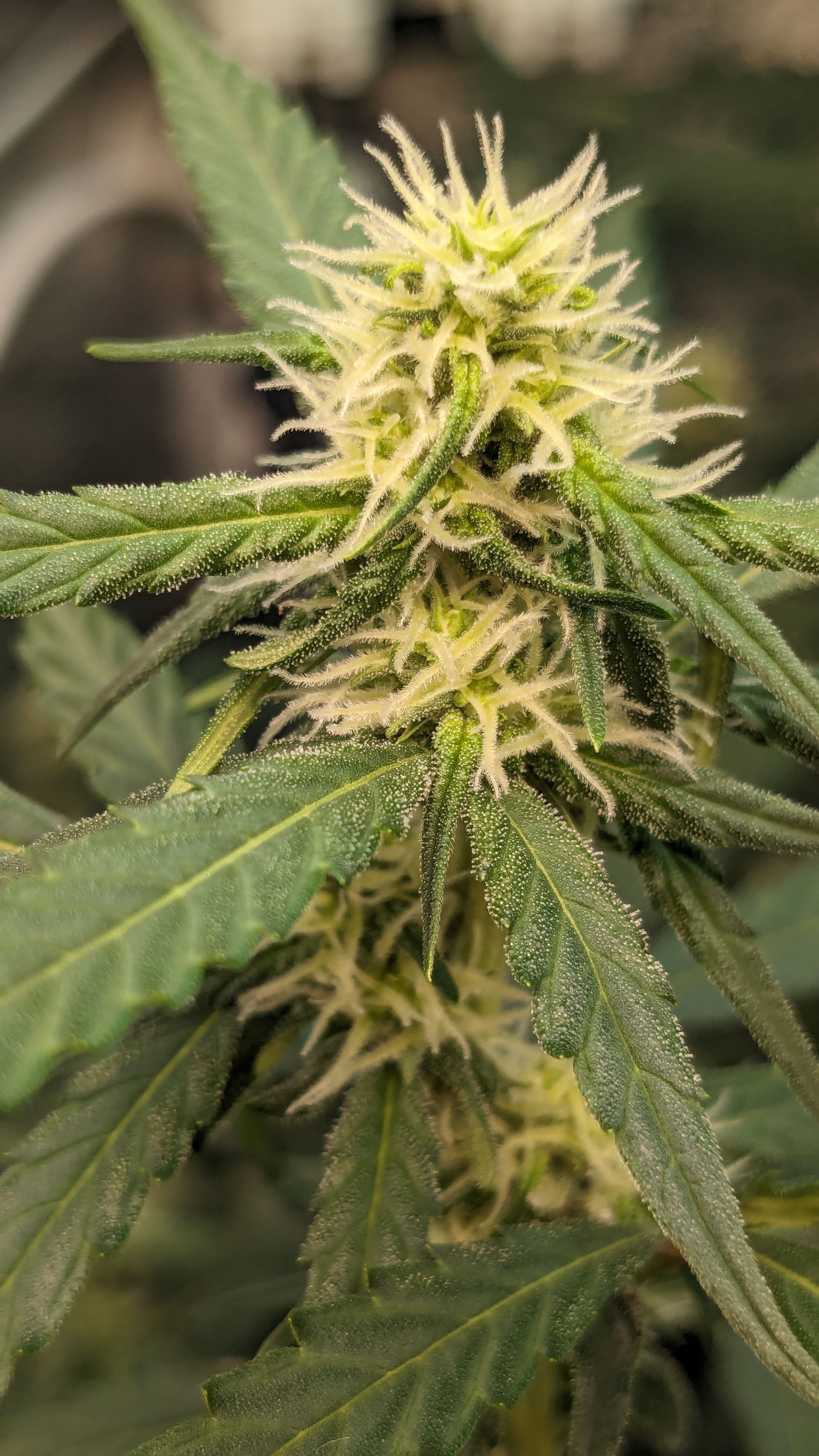 #33 Purple Skunk growlog photo 82