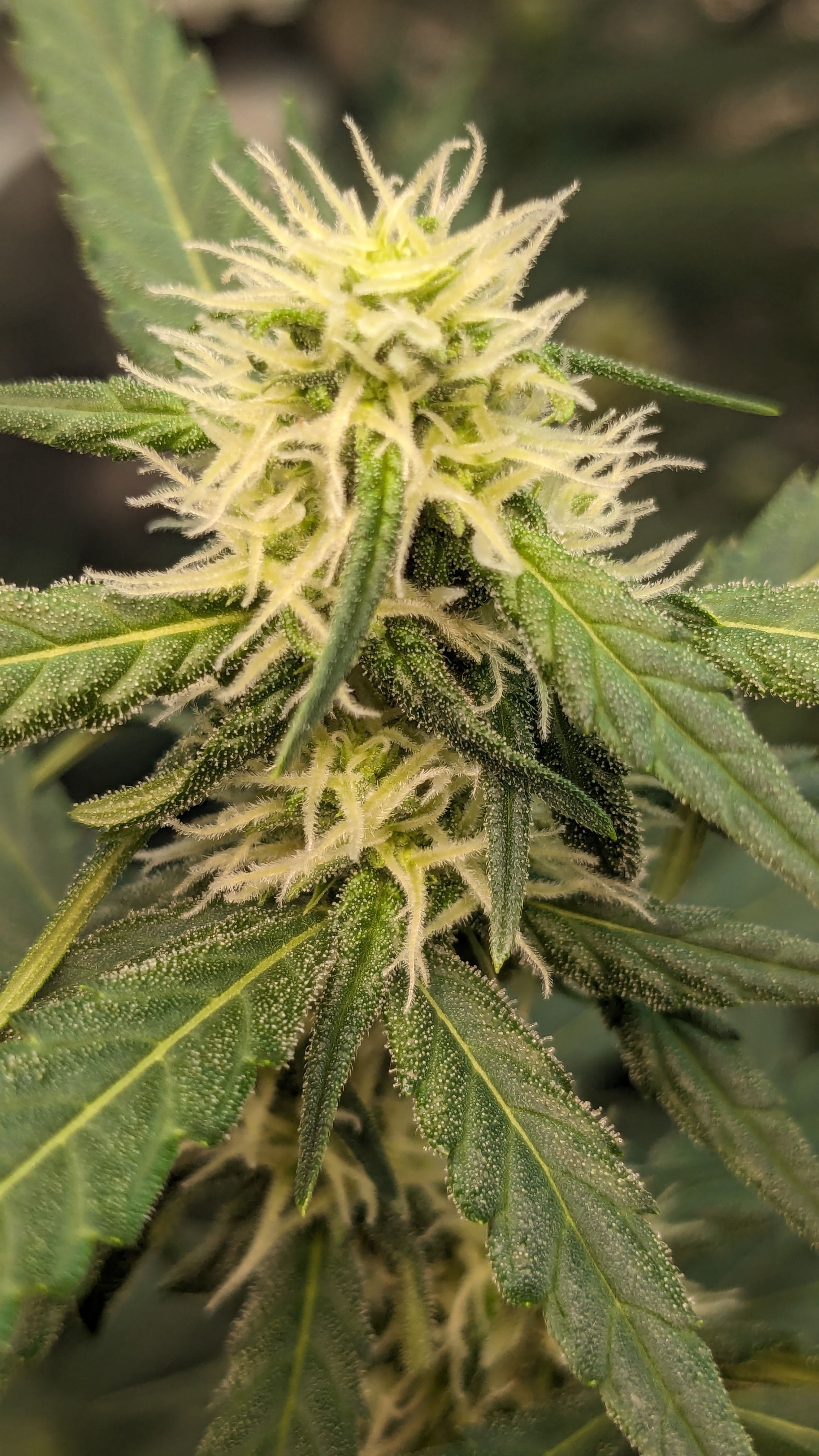 #33 Purple Skunk growlog photo 83