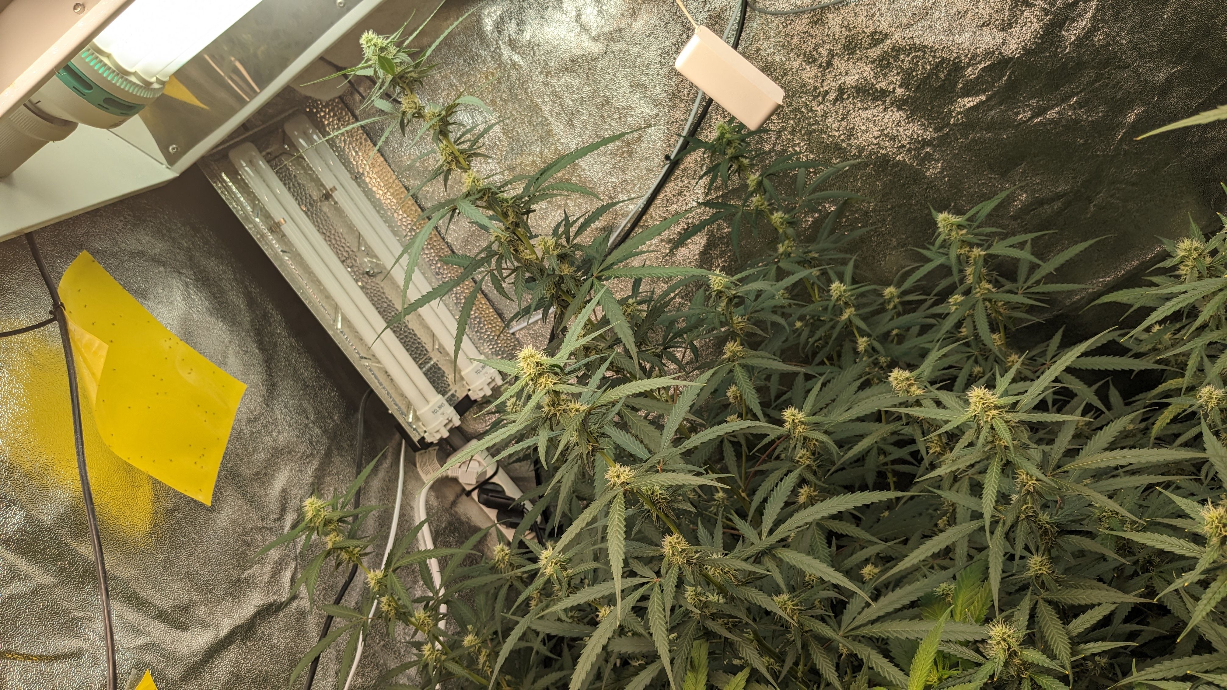 #33 Purple Skunk growlog photo 86