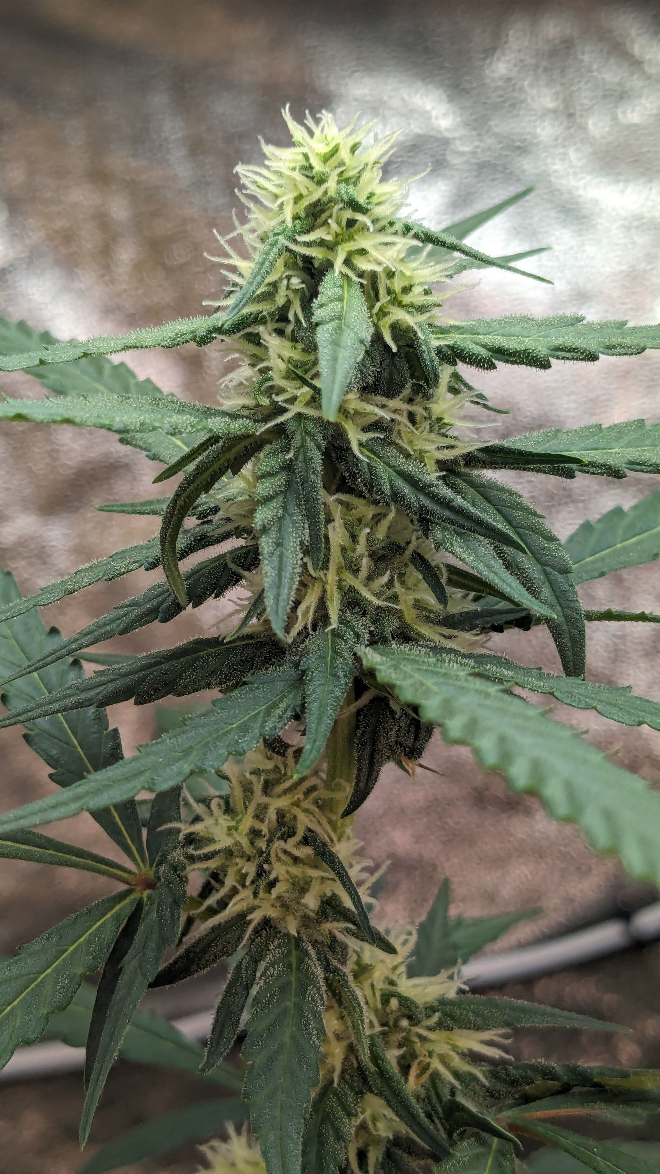 #33 Purple Skunk growlog photo 87