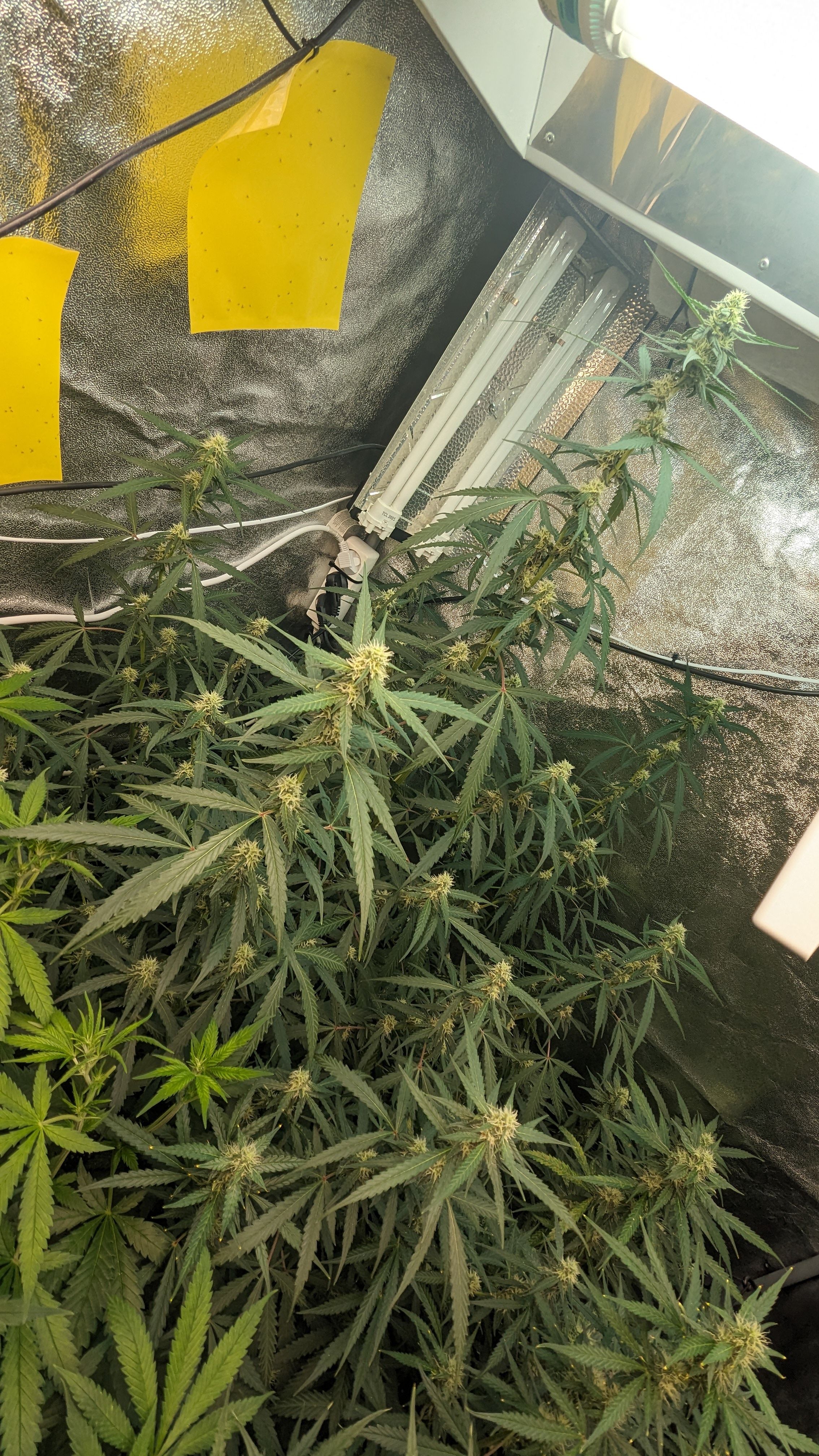 #33 Purple Skunk growlog photo 88