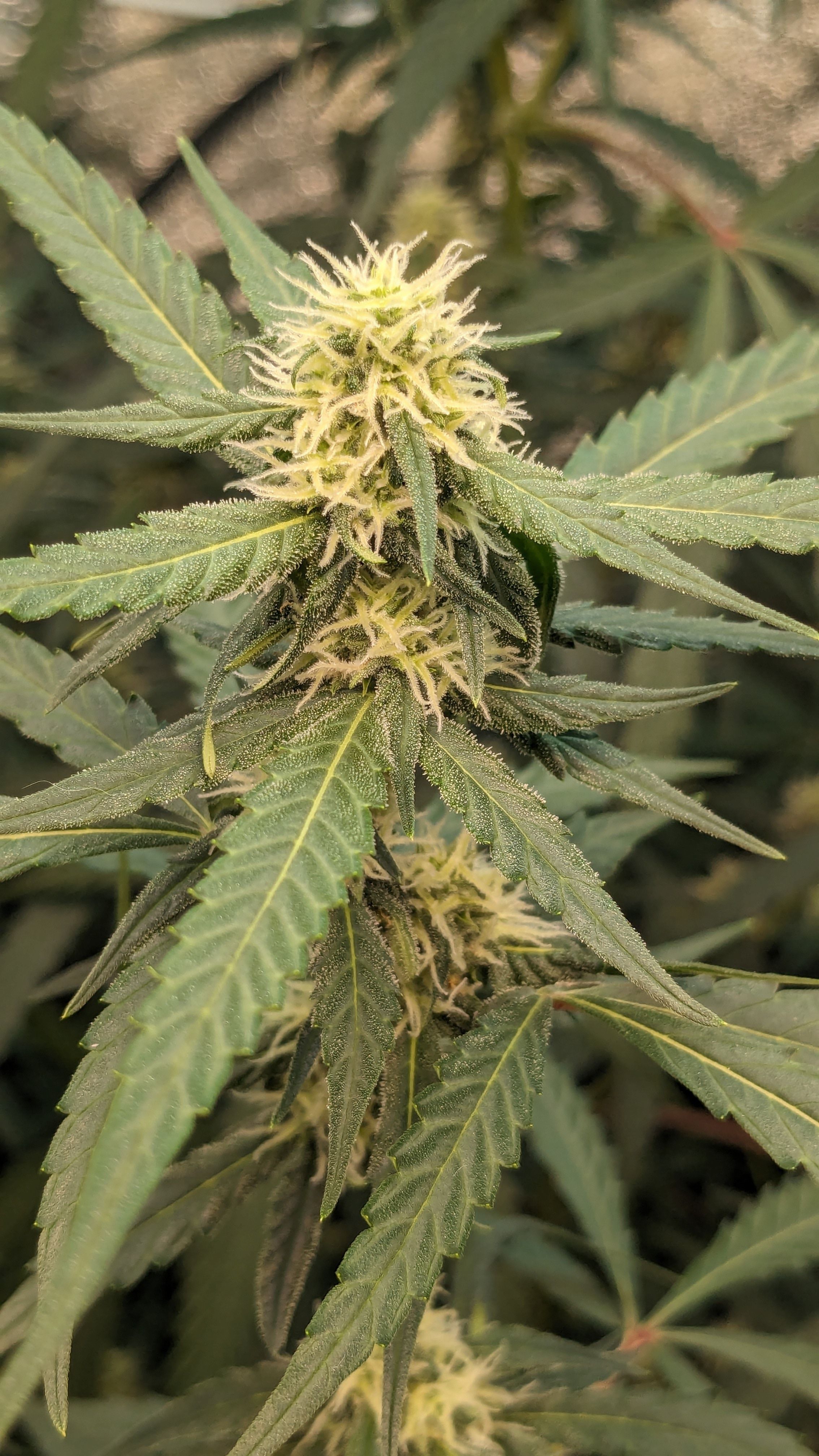 #33 Purple Skunk growlog photo 89
