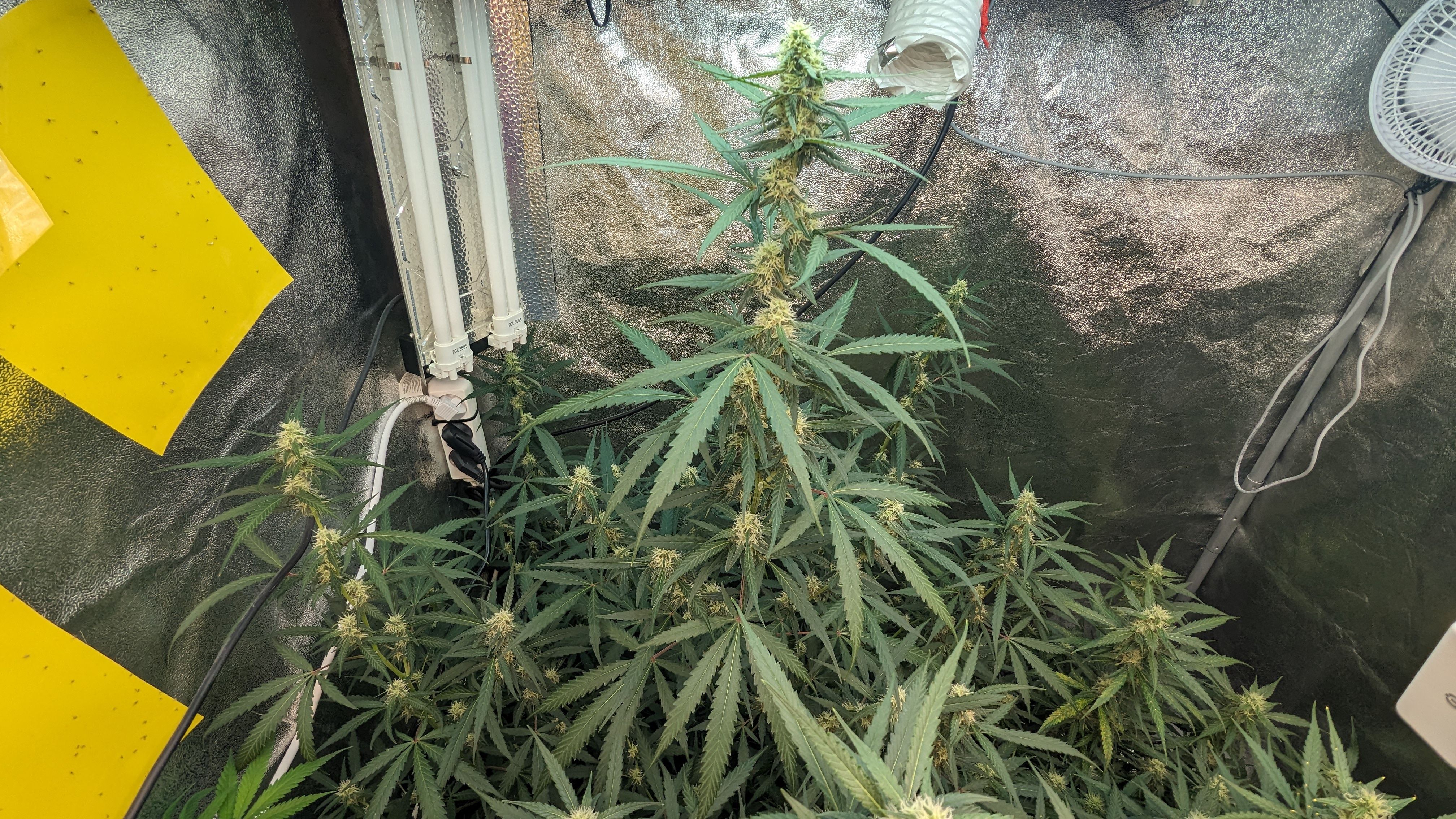 #33 Purple Skunk growlog photo 91