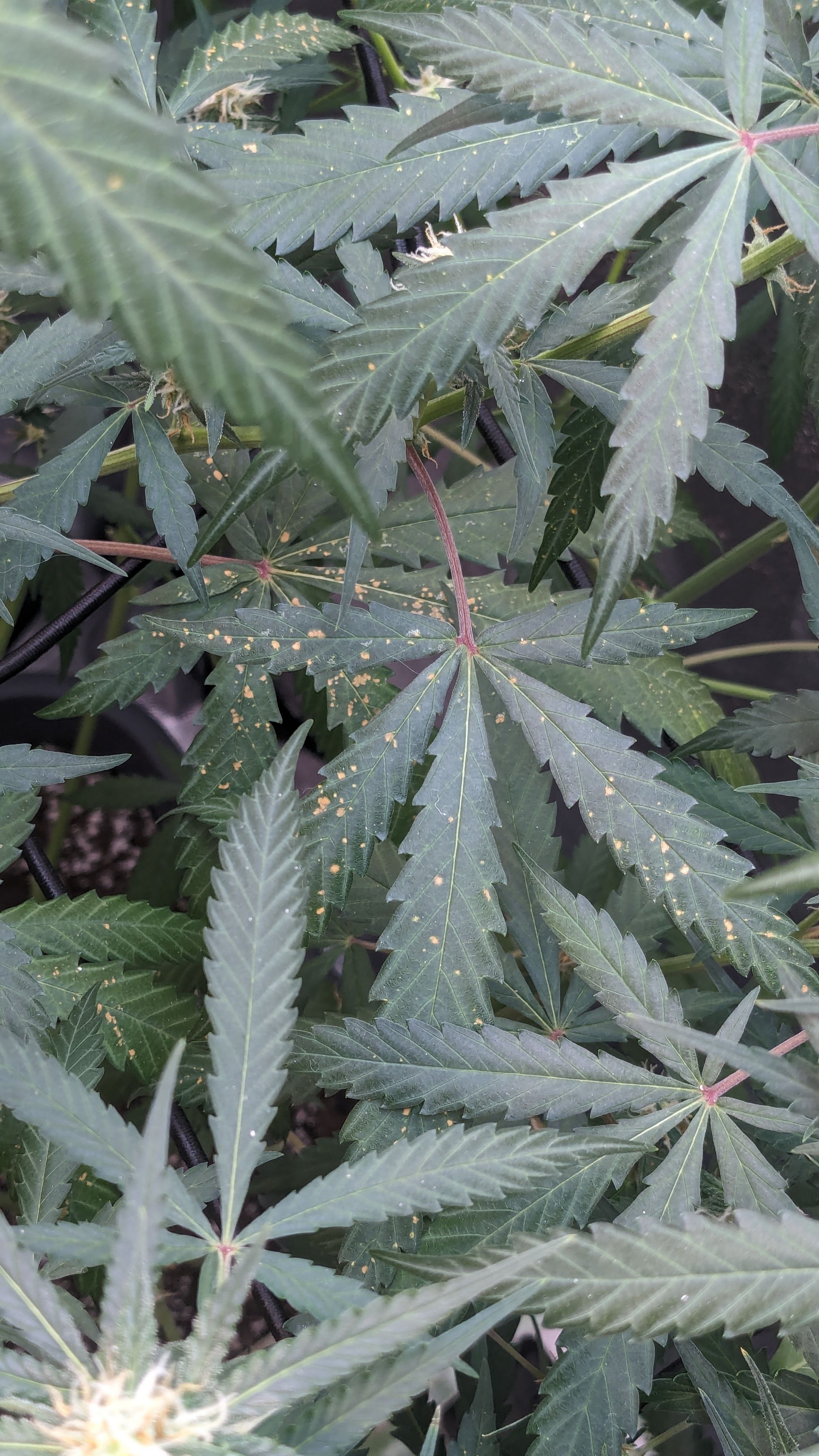 #33 Purple Skunk growlog photo 94