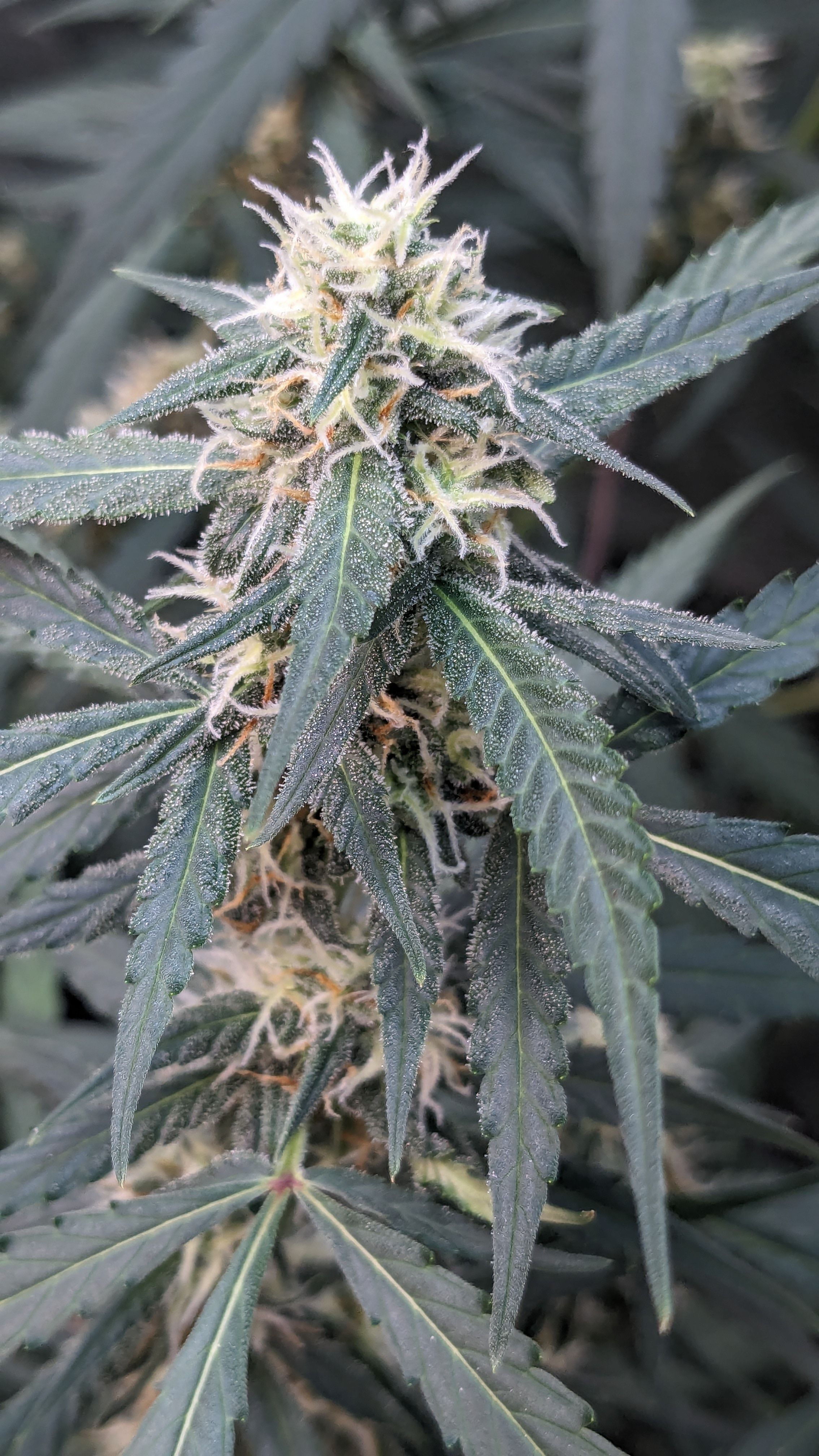 #33 Purple Skunk growlog photo 93