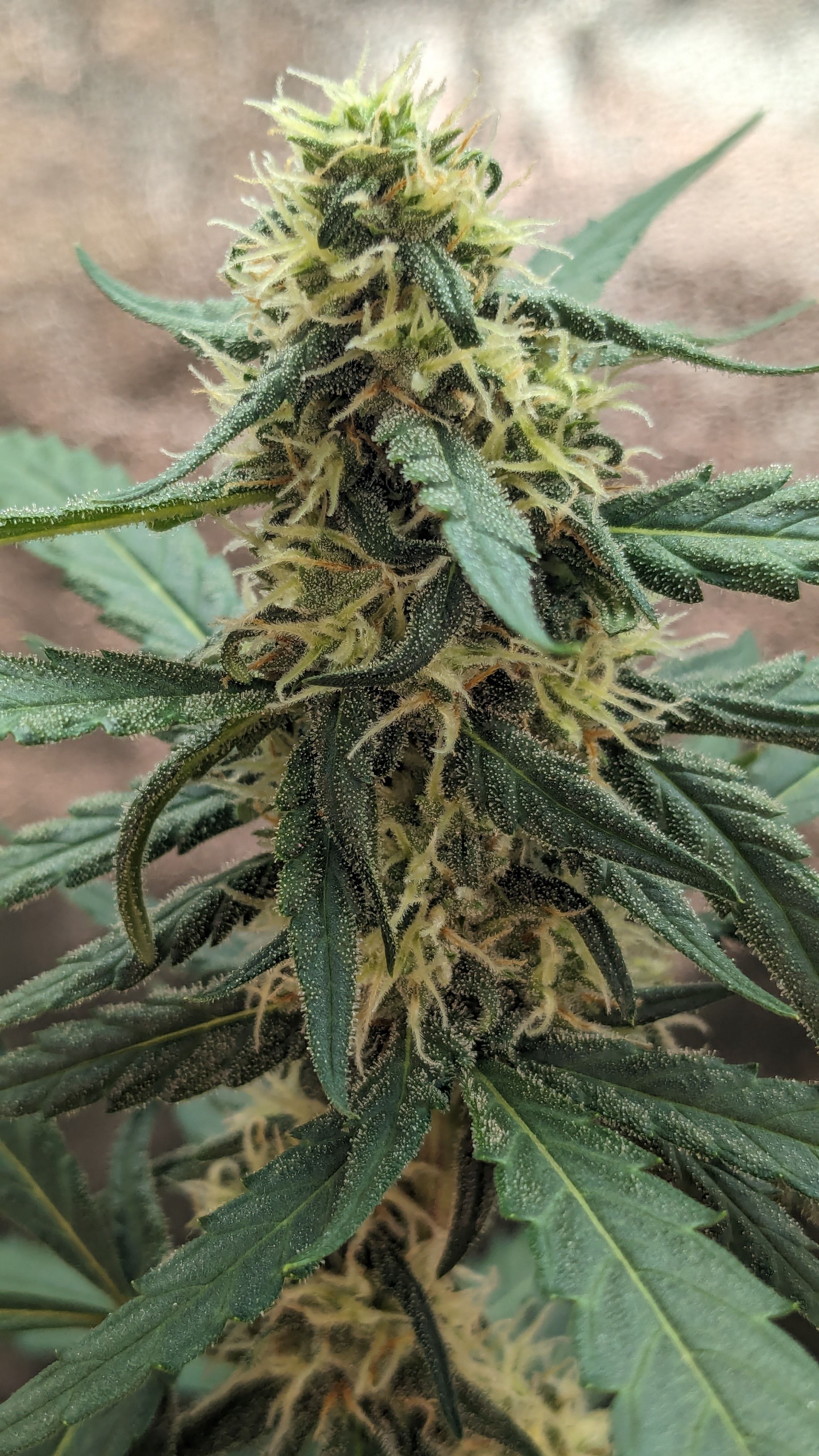 #33 Purple Skunk growlog photo 95