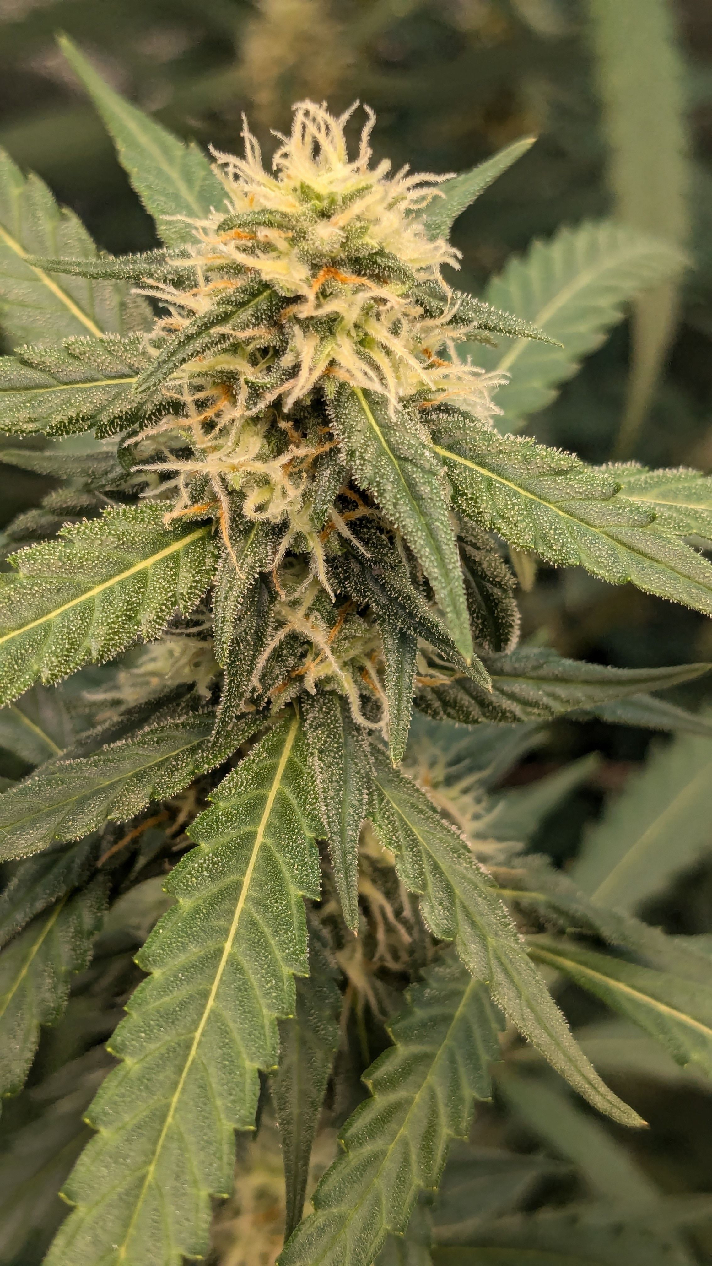 #33 Purple Skunk growlog photo 96
