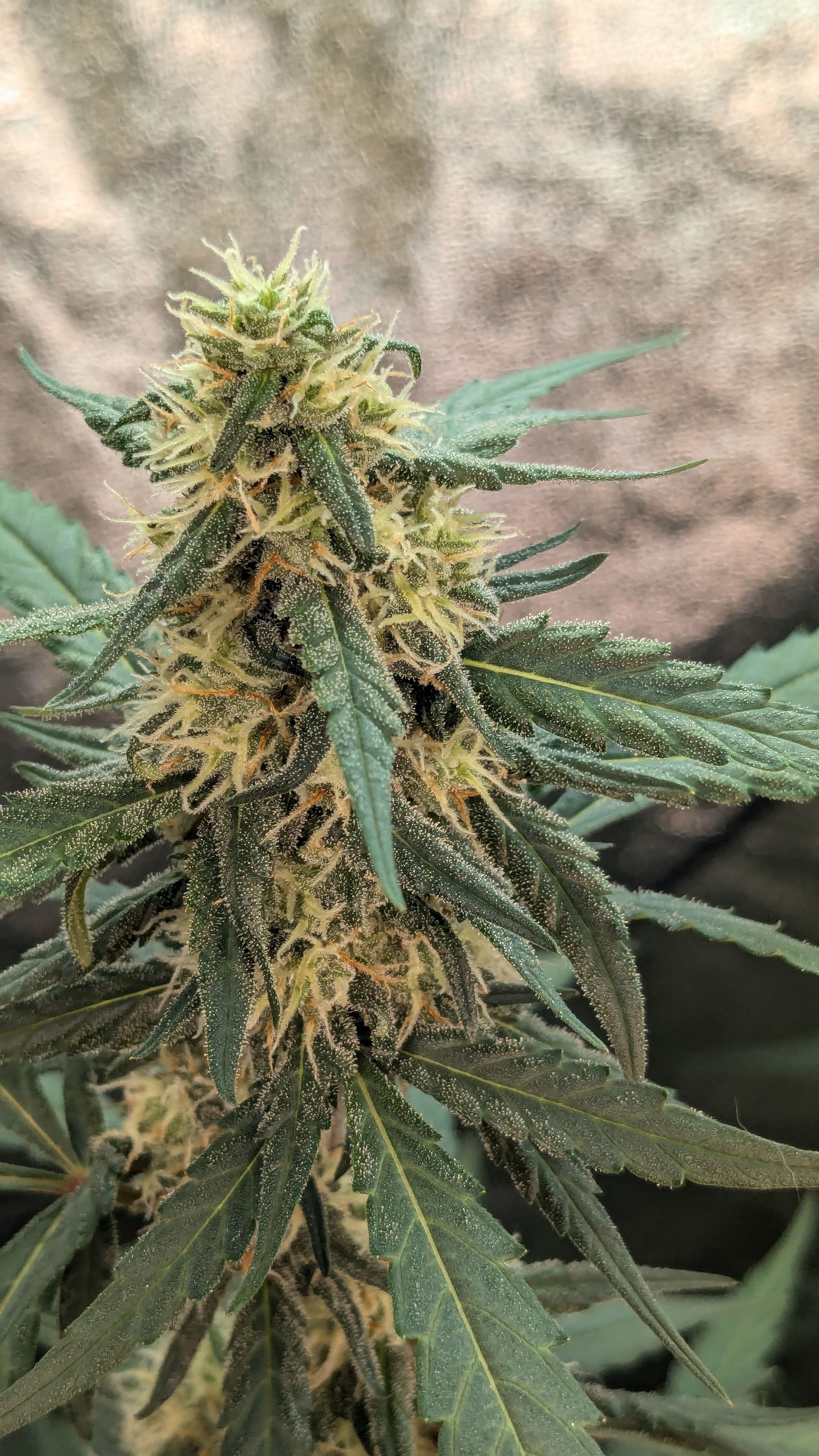 #33 Purple Skunk growlog photo 97