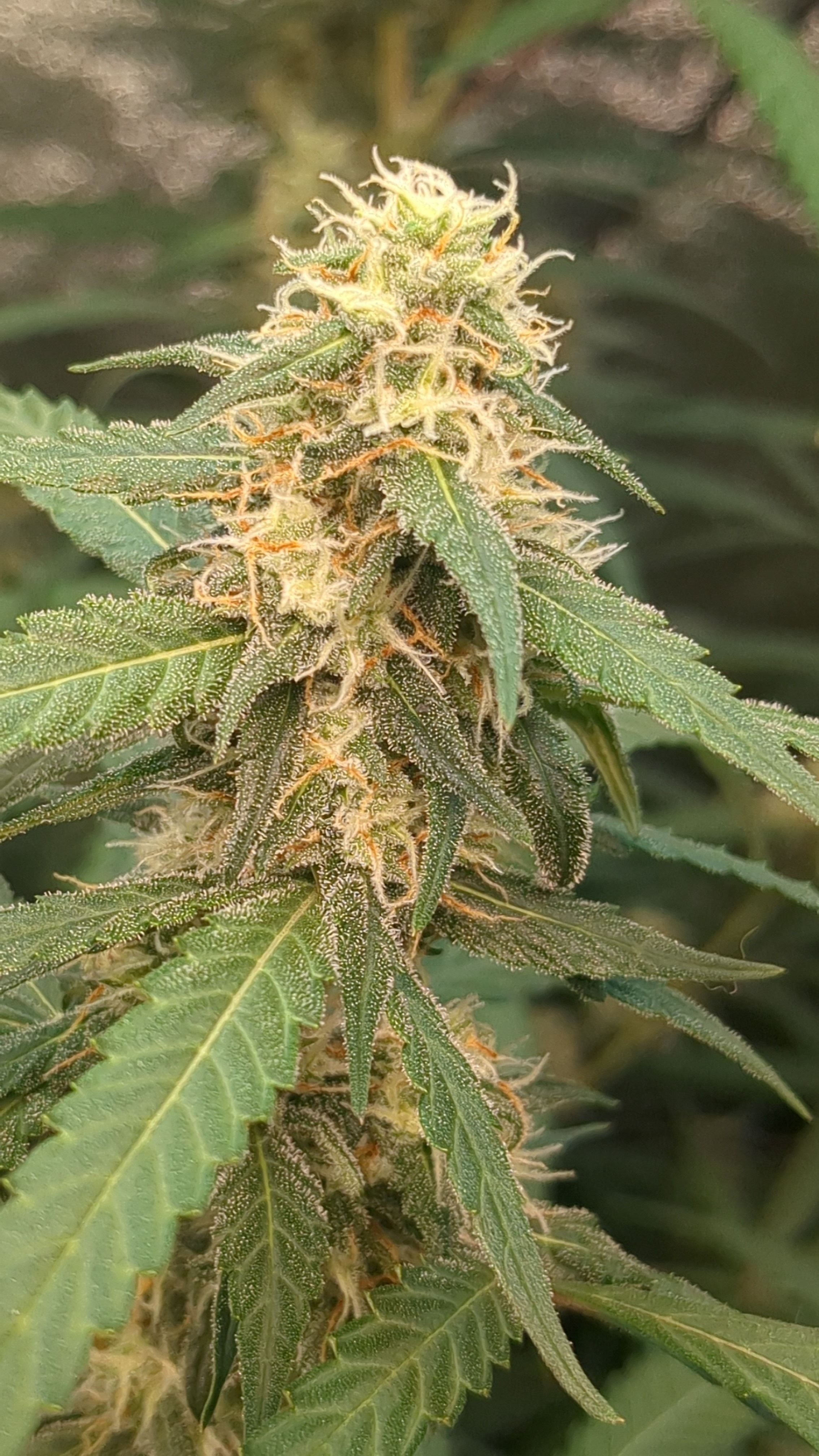 #33 Purple Skunk growlog photo 101