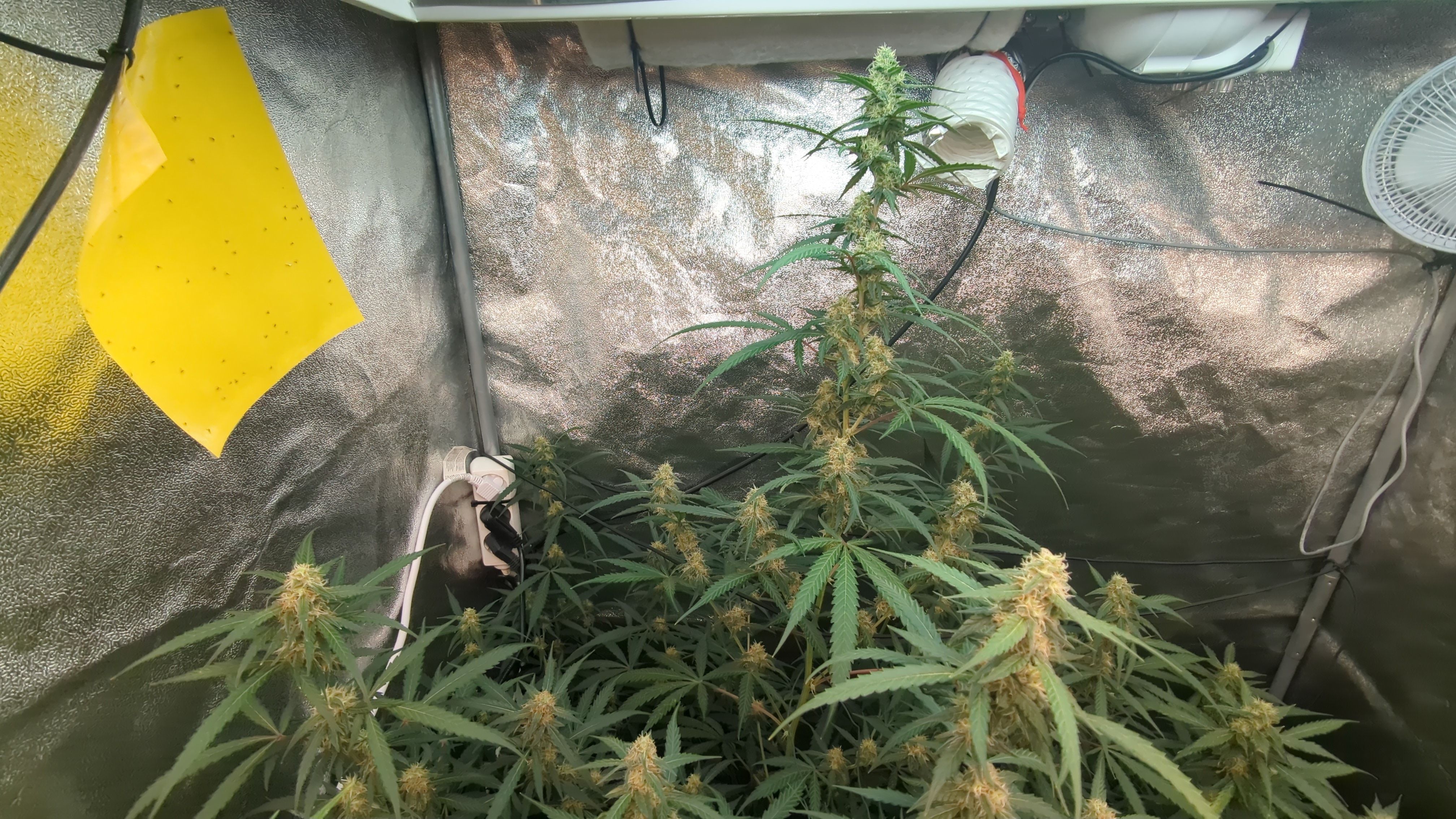 #33 Purple Skunk growlog photo 98