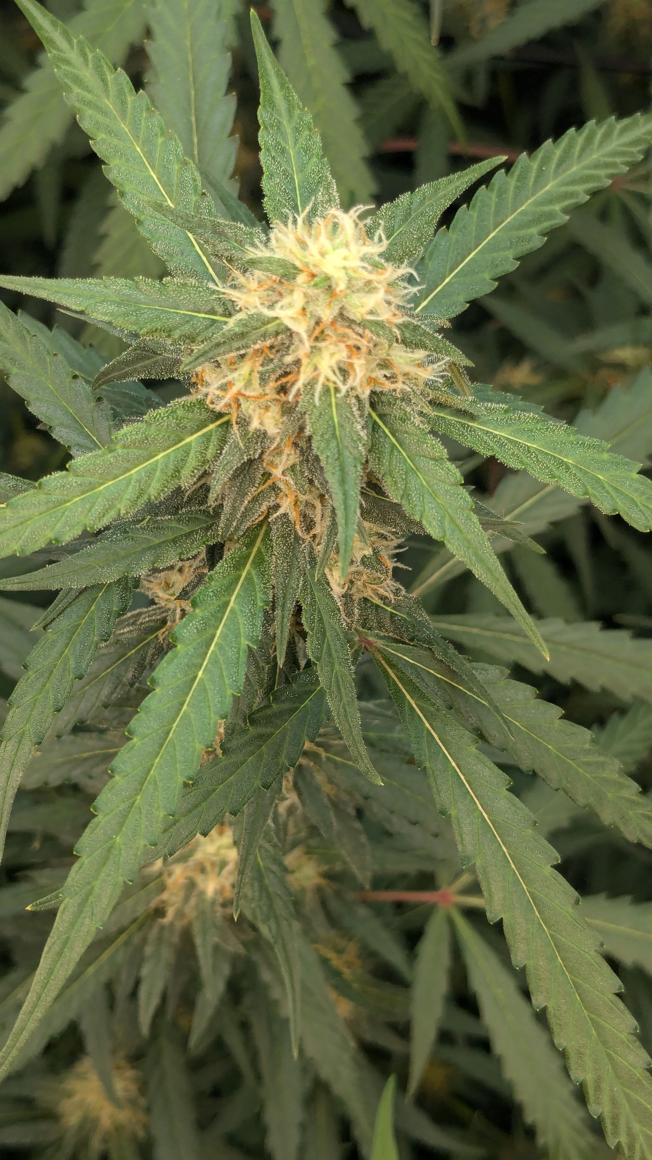 #33 Purple Skunk growlog photo 103