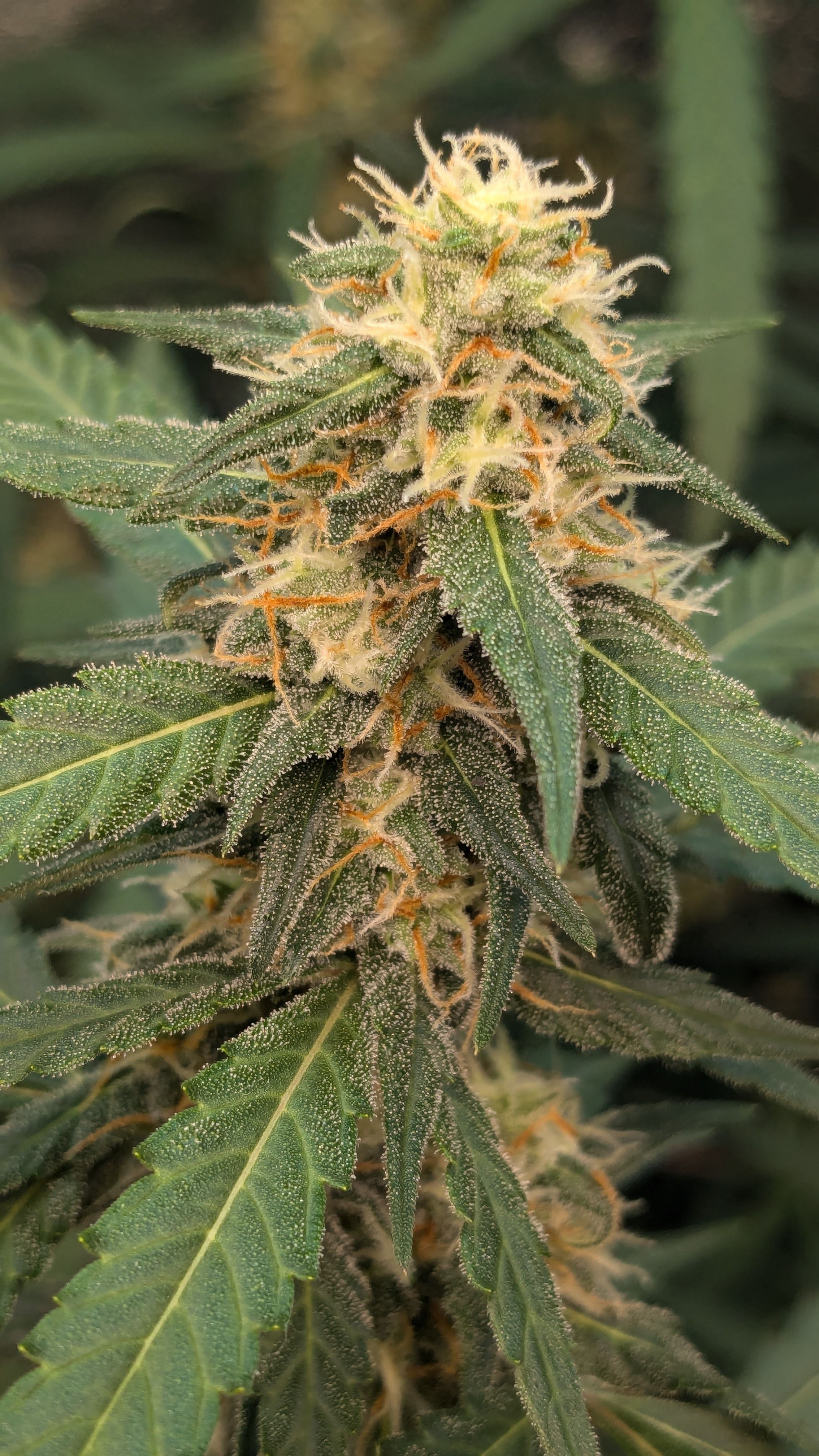 #33 Purple Skunk growlog photo 105