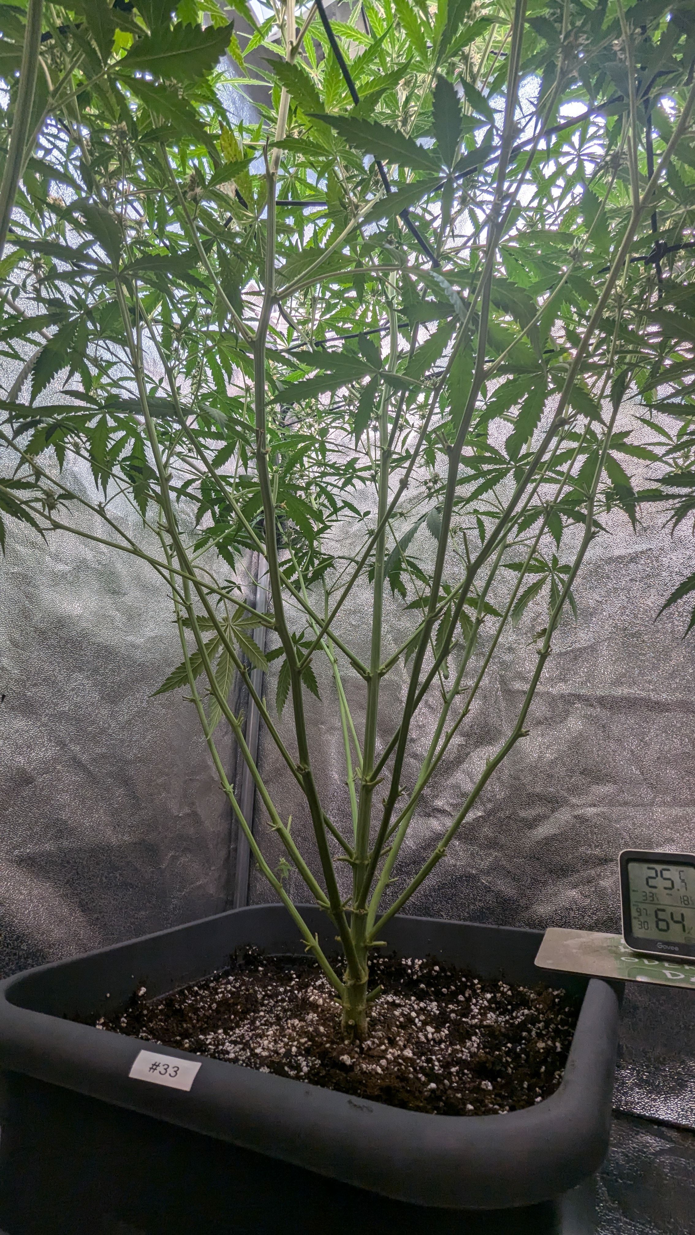 #33 Purple Skunk growlog photo 102