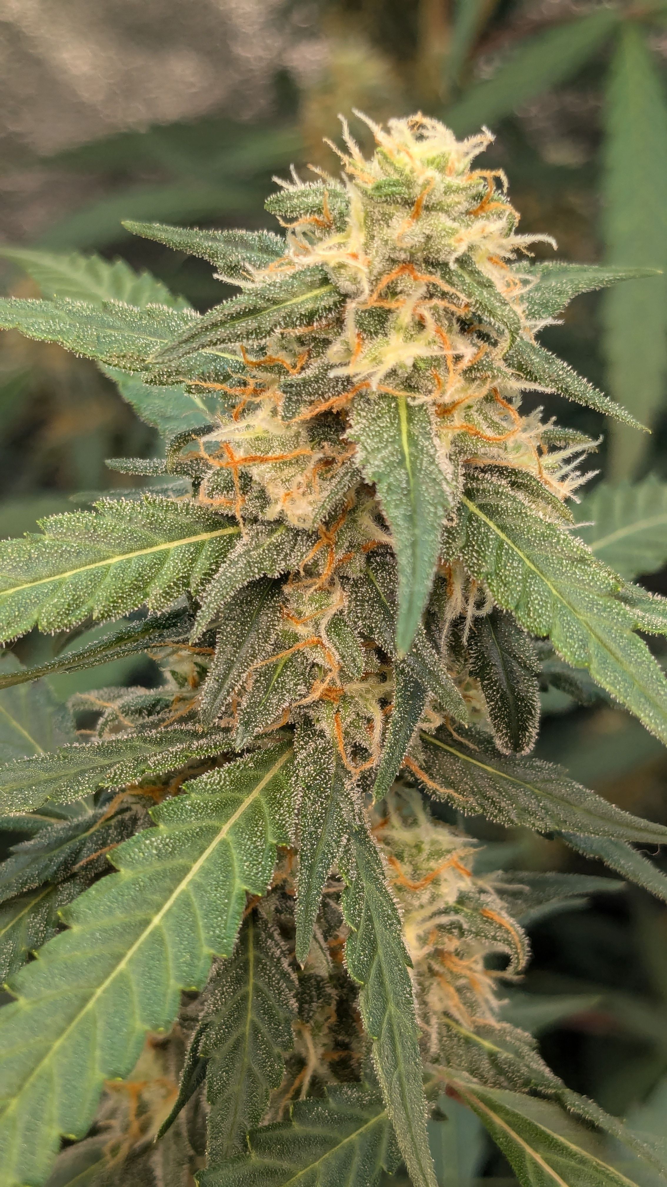 #33 Purple Skunk growlog photo 107